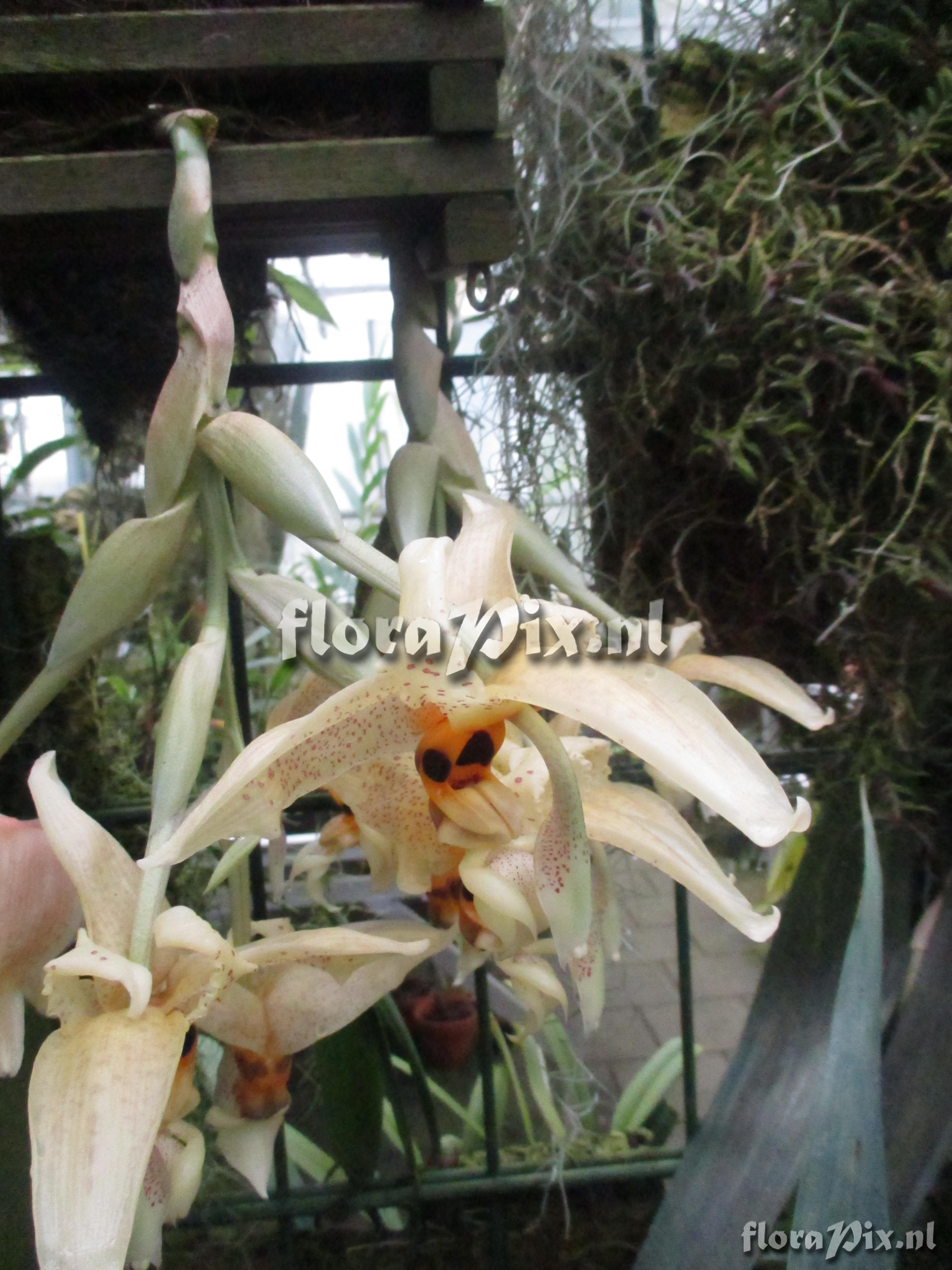 Stanhopea spec