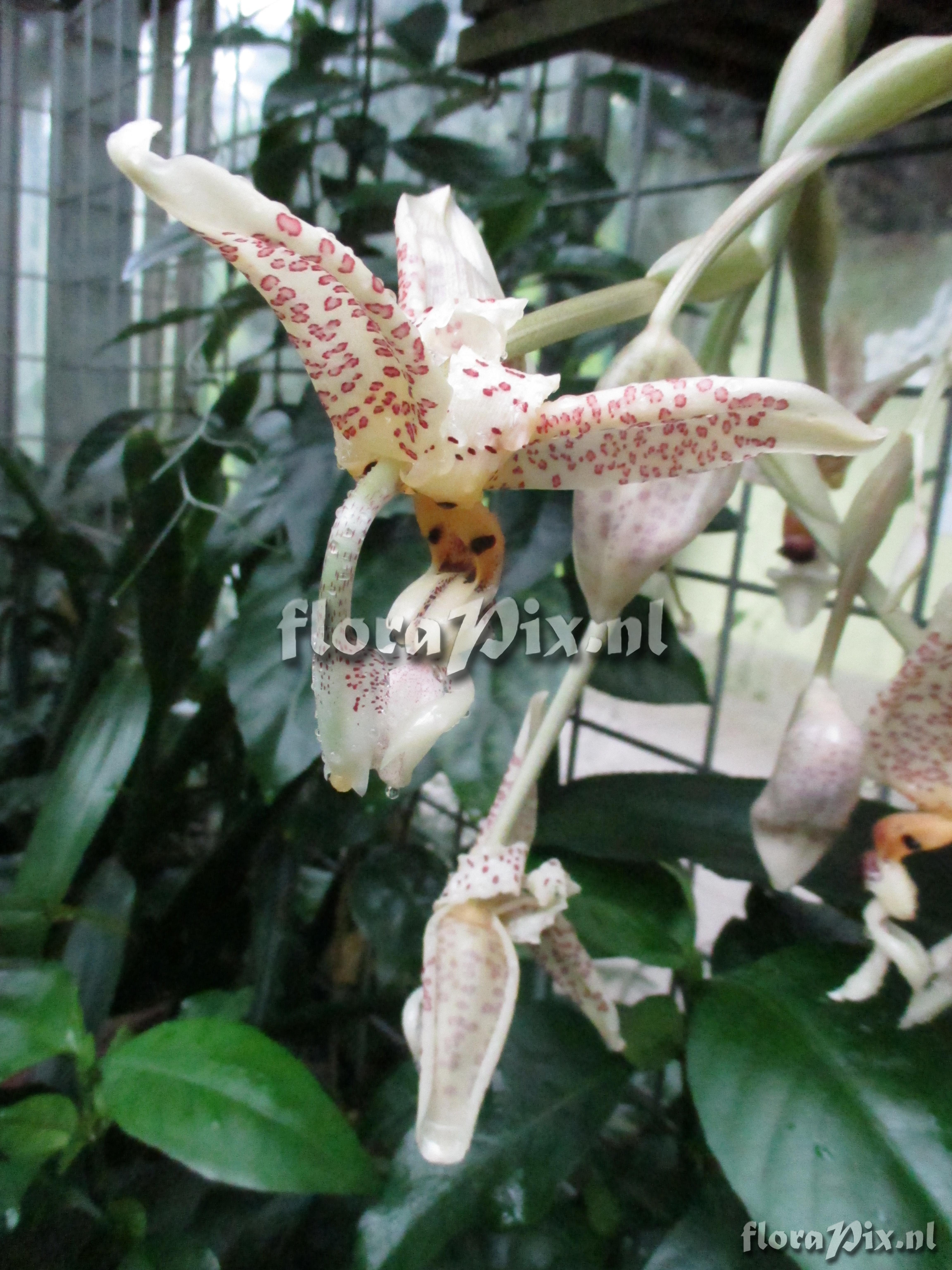 Stanhopea tigrina