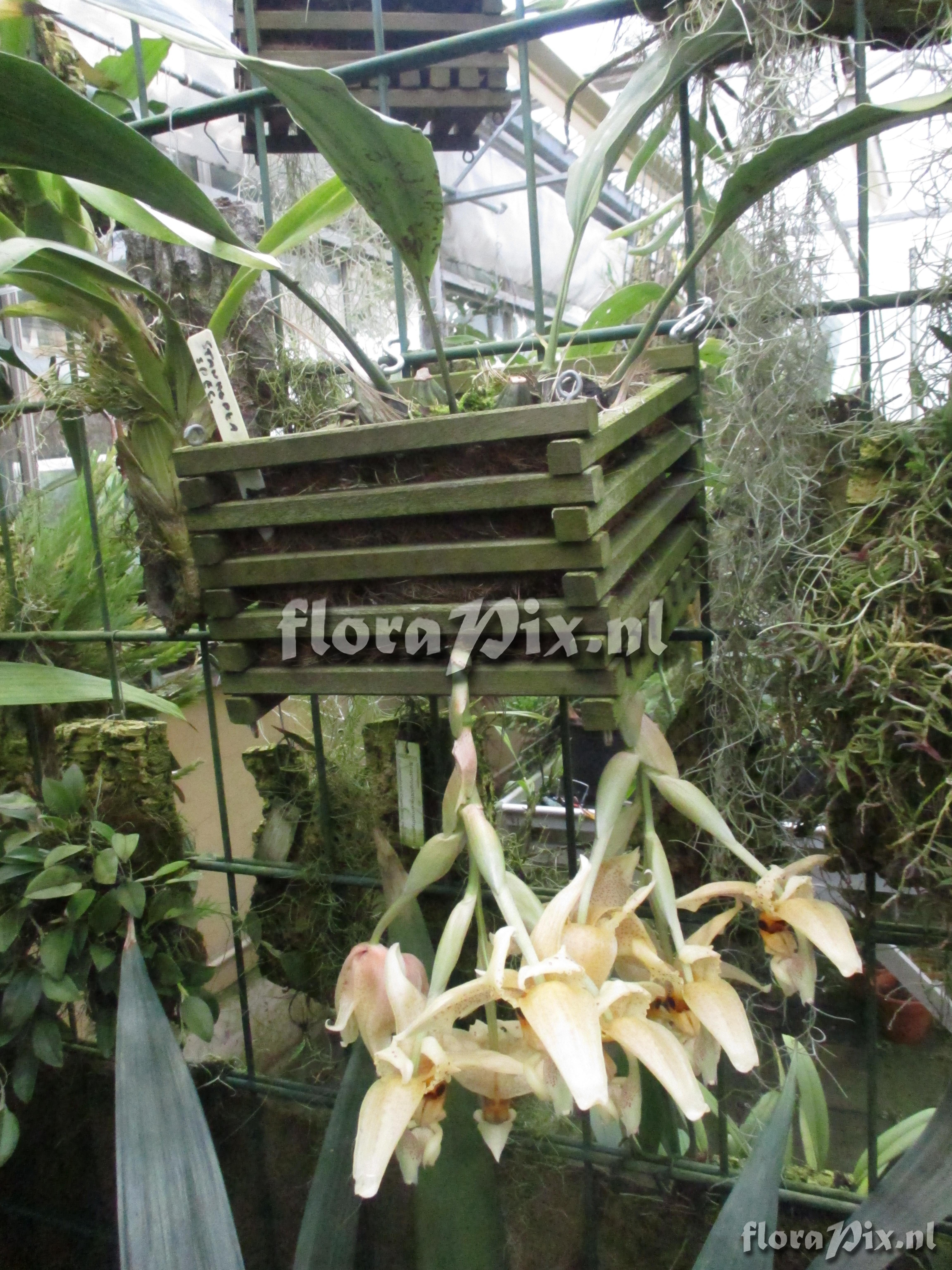 Stanhopea spec