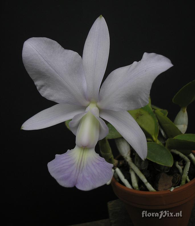 Cattleya walkeriana coerulea 