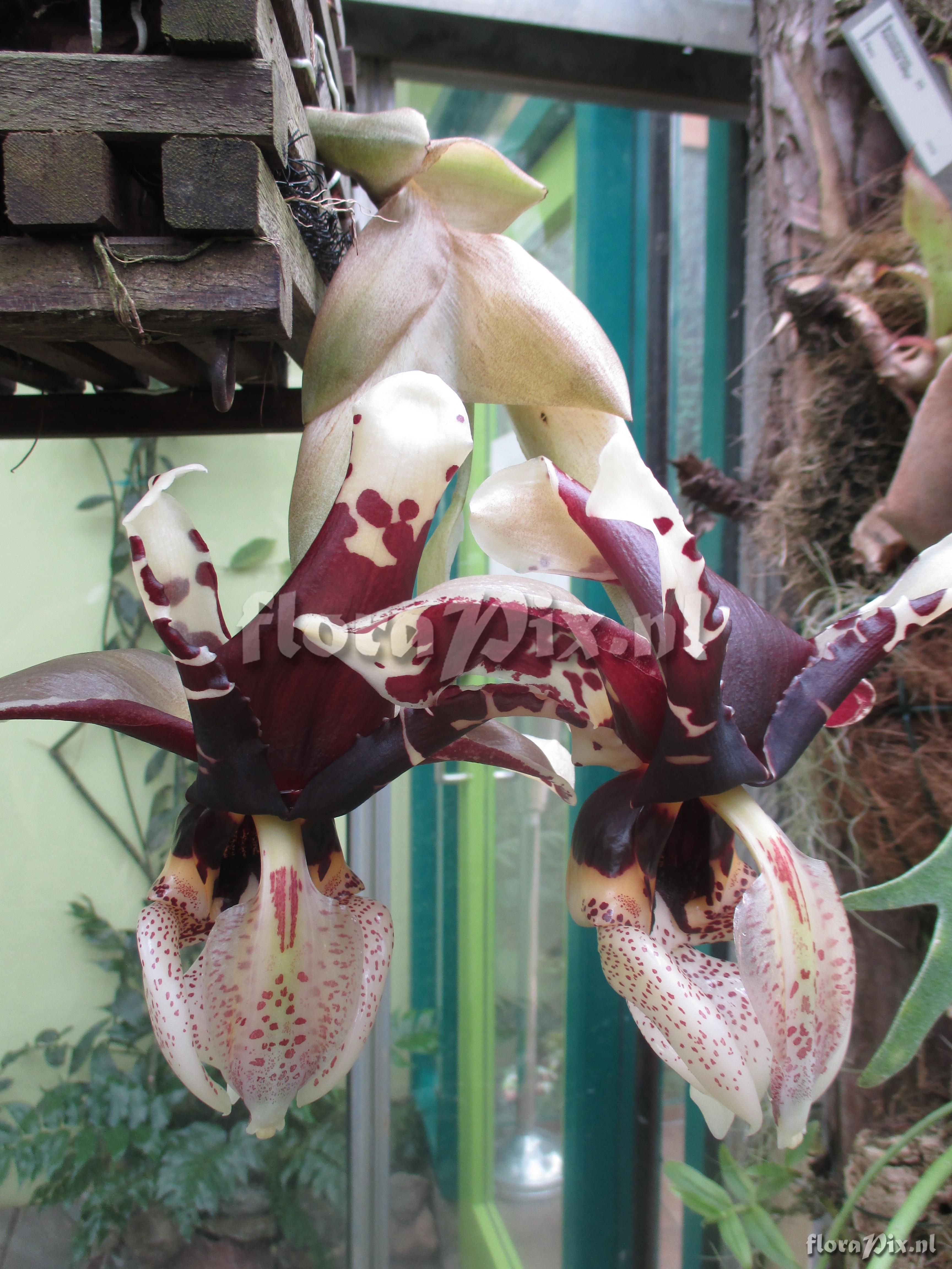 Stanhopea tigrina var. nigroviolacea