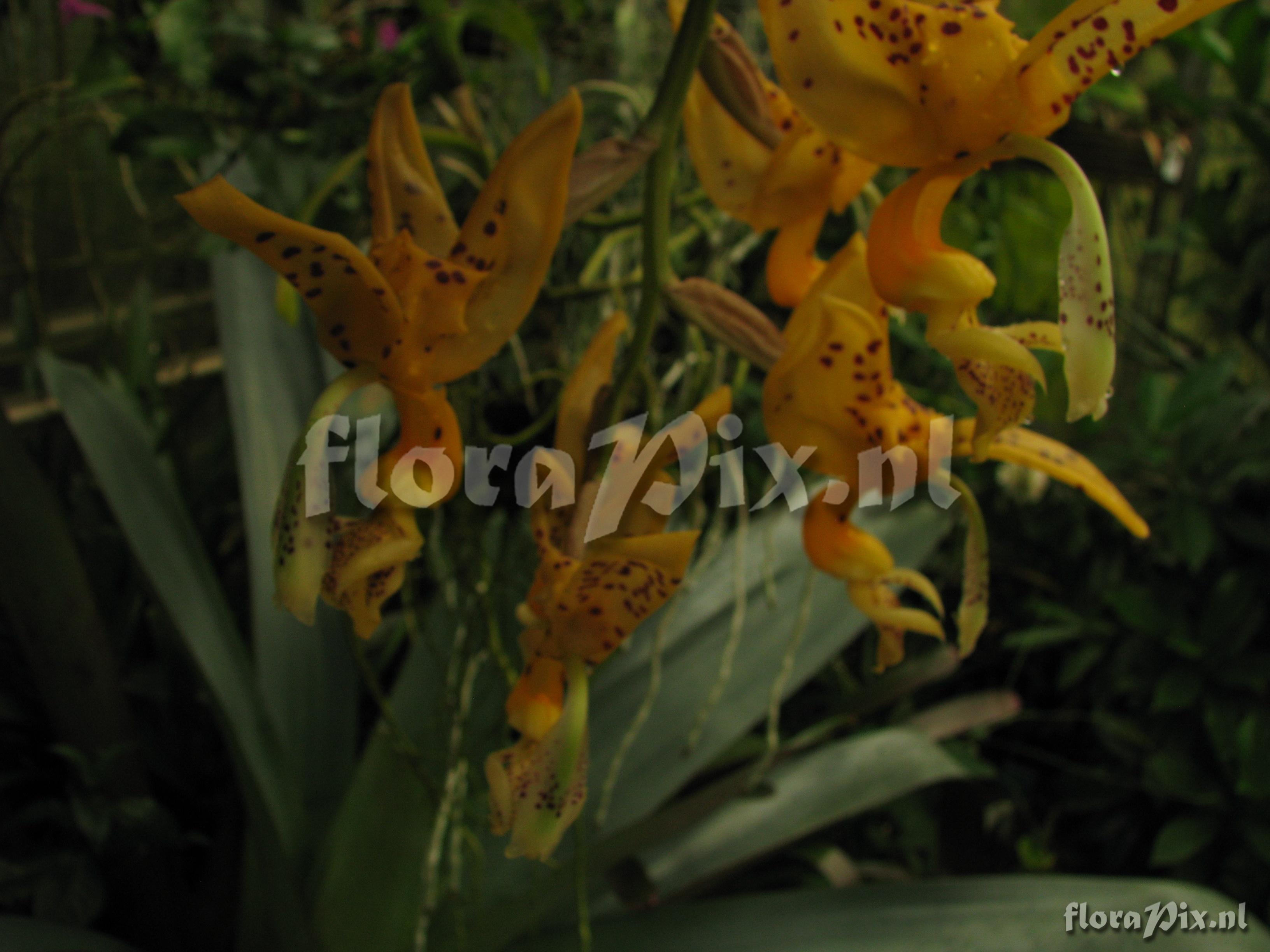 Stanhopea jenischiana