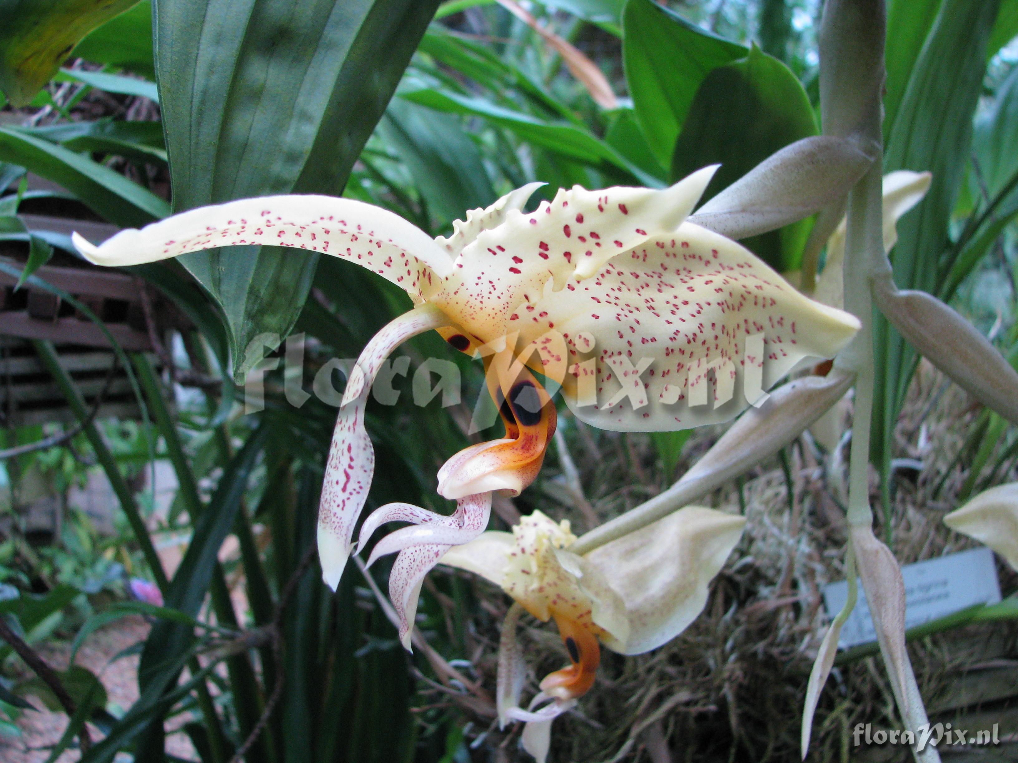 Stanhopea dodsoniana