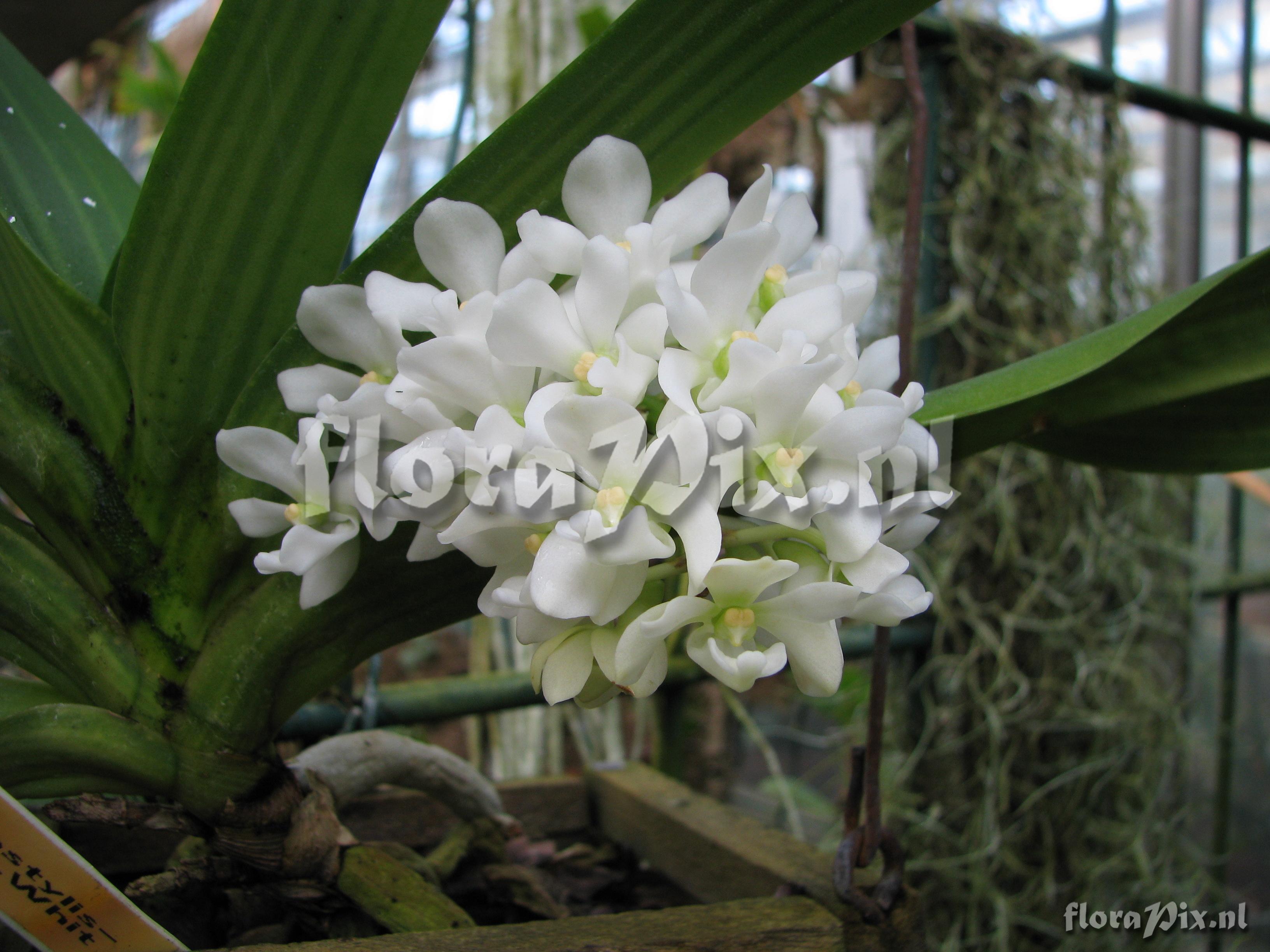 Rhynchostylis gigantea