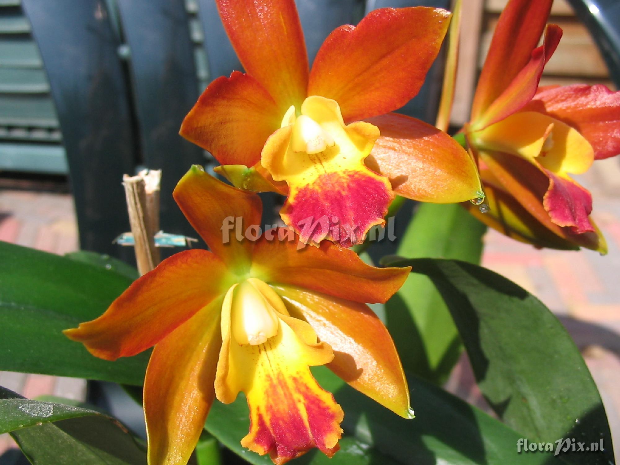 Cultivar Cattleya hybride