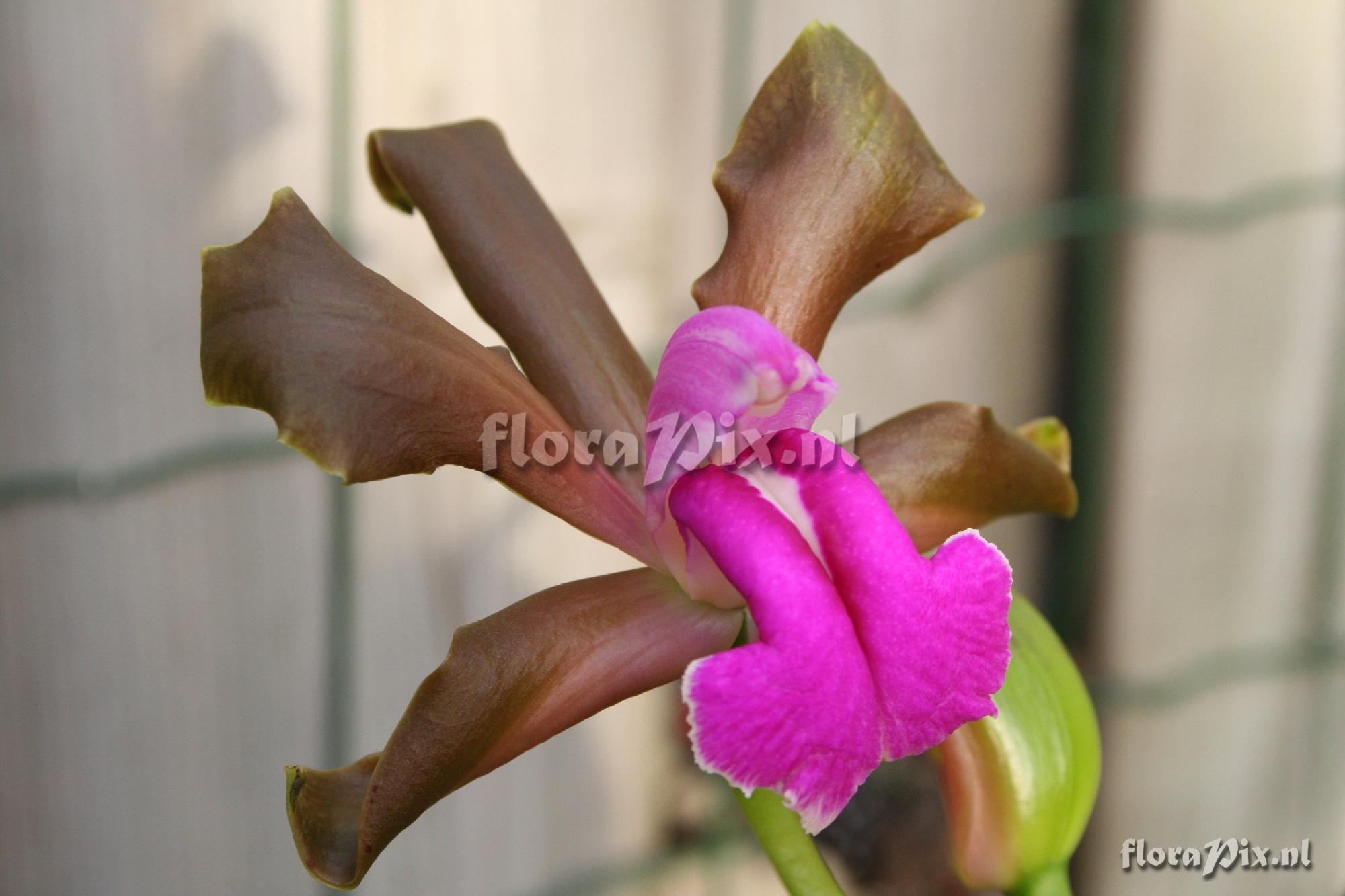 Cattleya bicolor