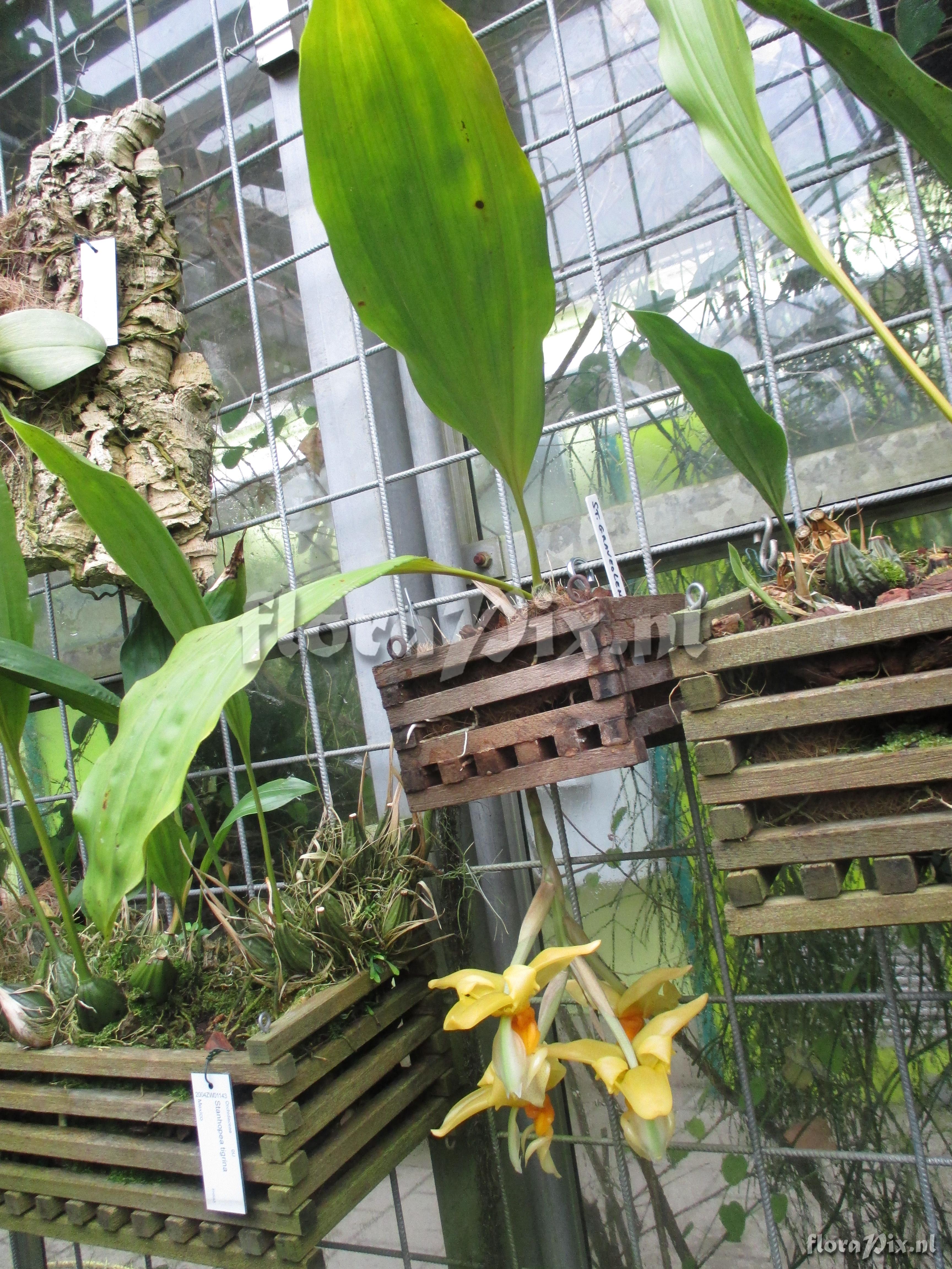 Stanhopea graveolens