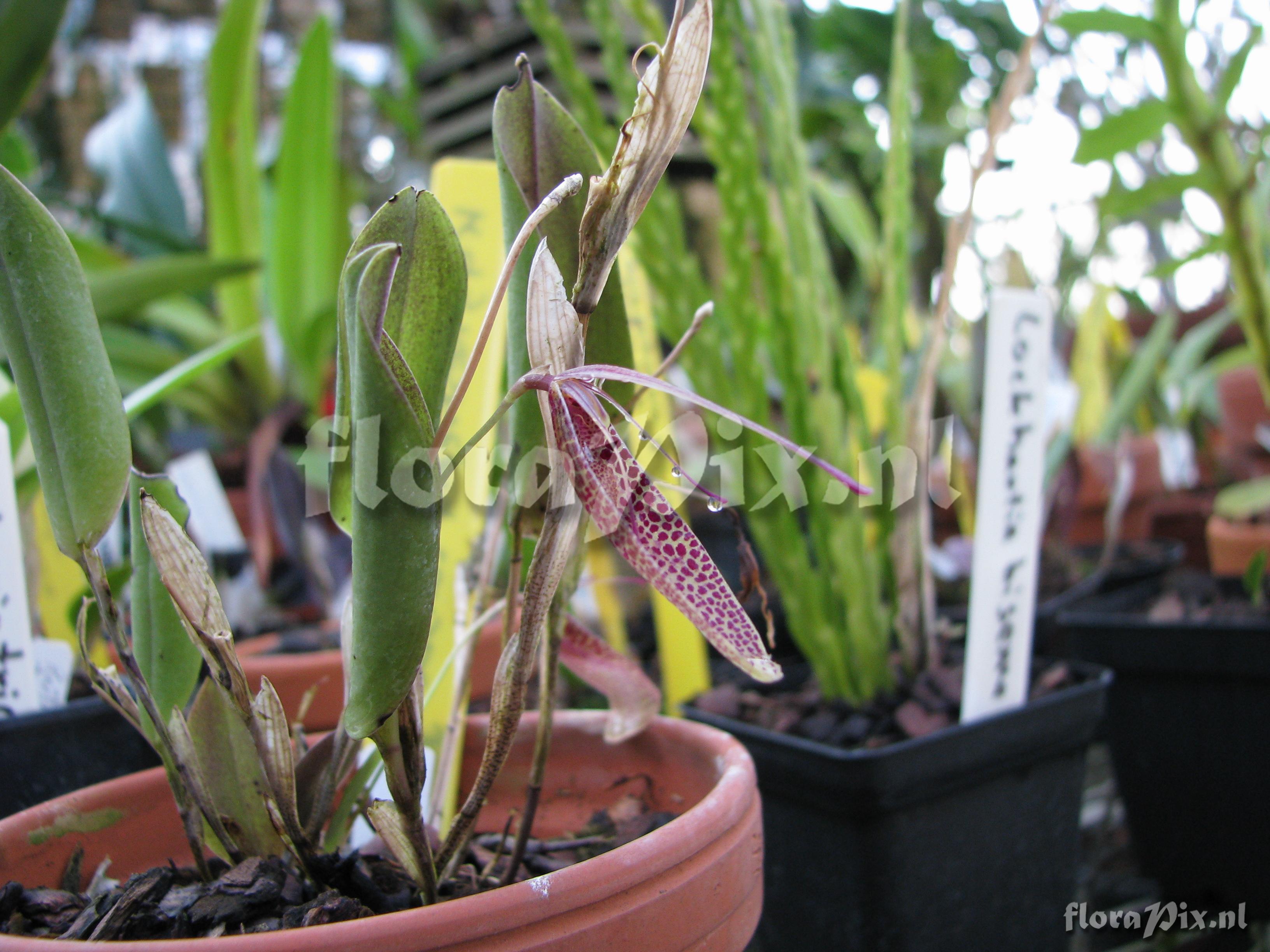 Restrepia lansbergii