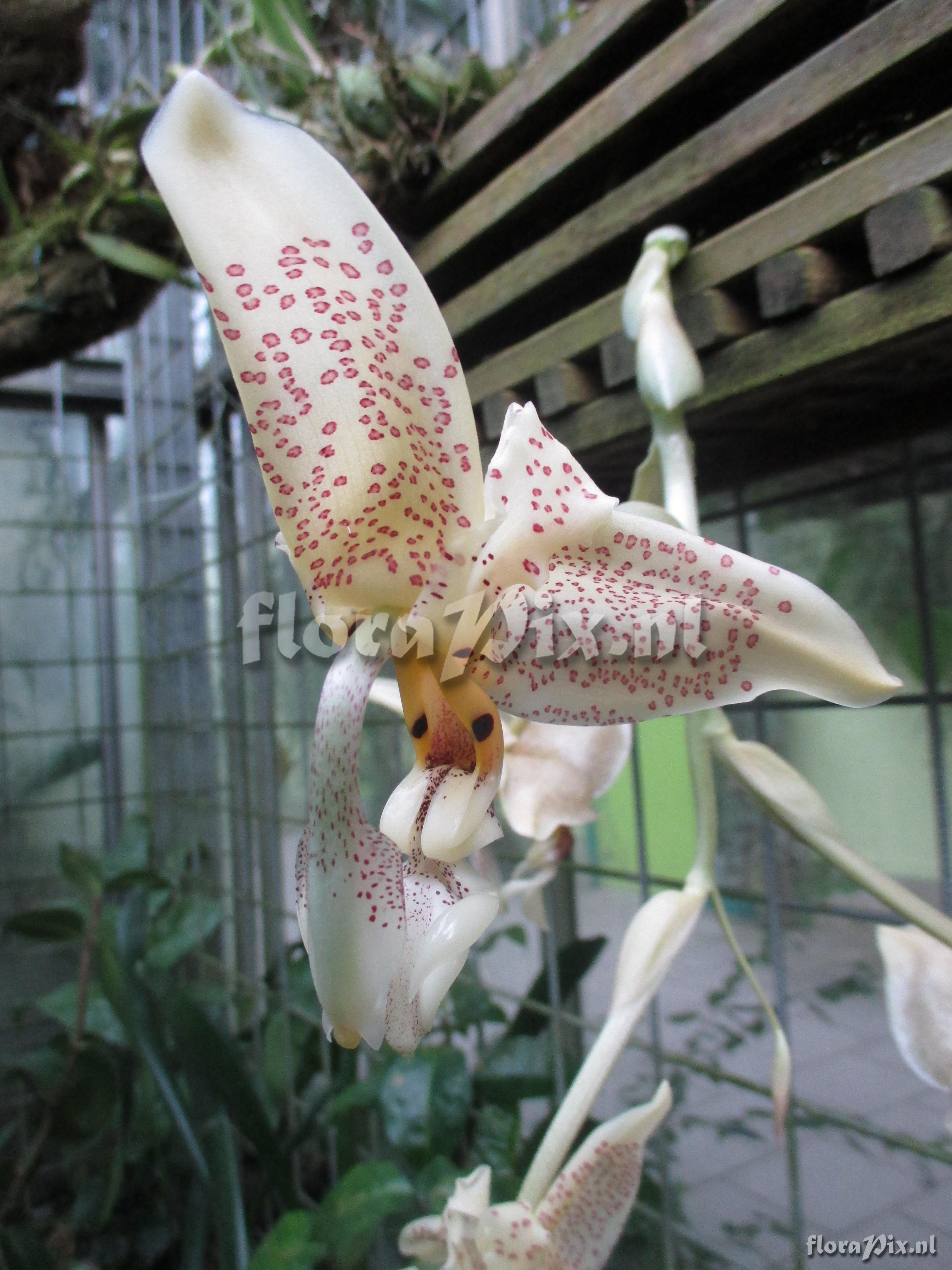 Stanhopea tigrina