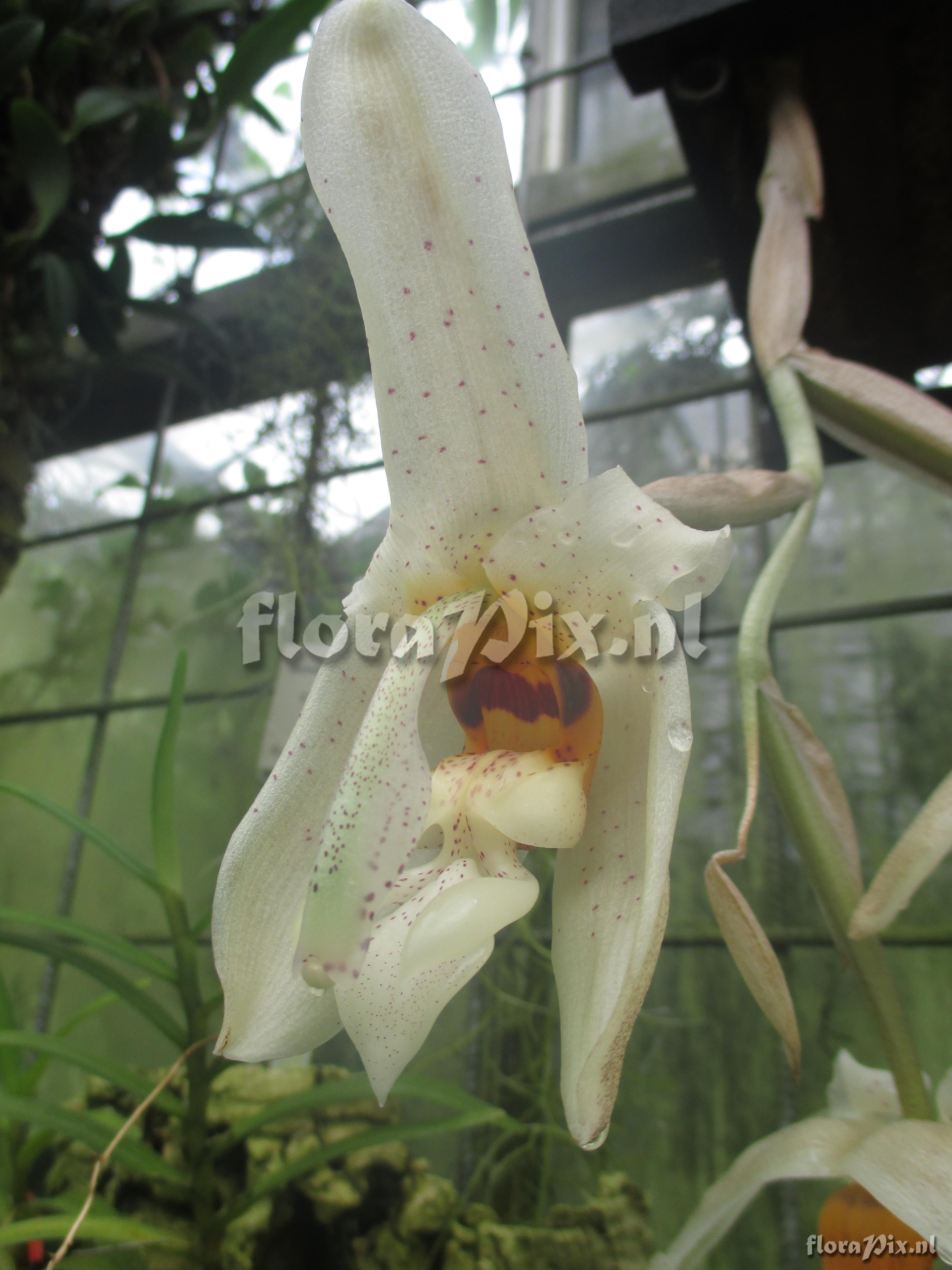 Stanhopea gibbosa.JPG