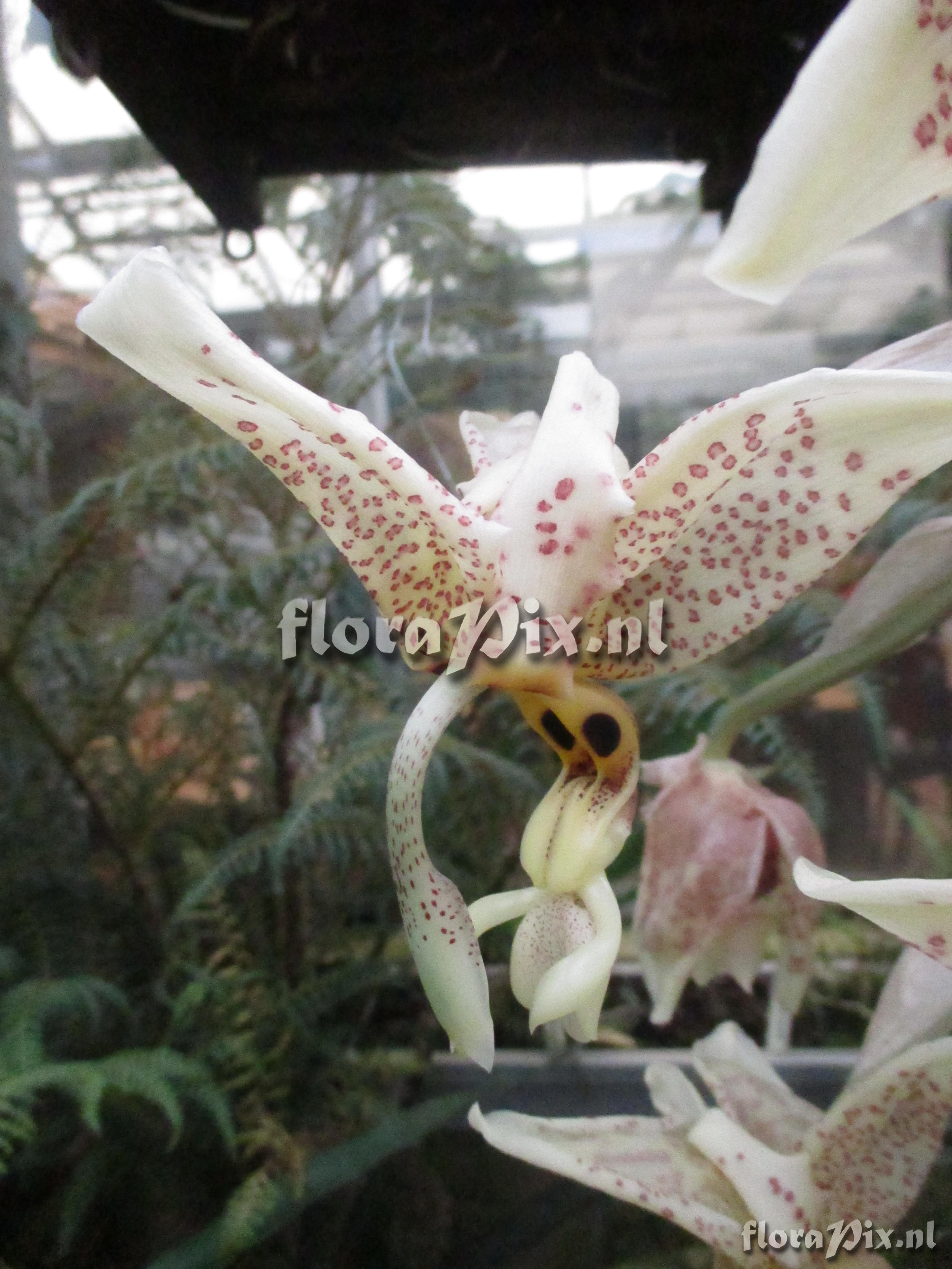 Stanhopea dodsoniana