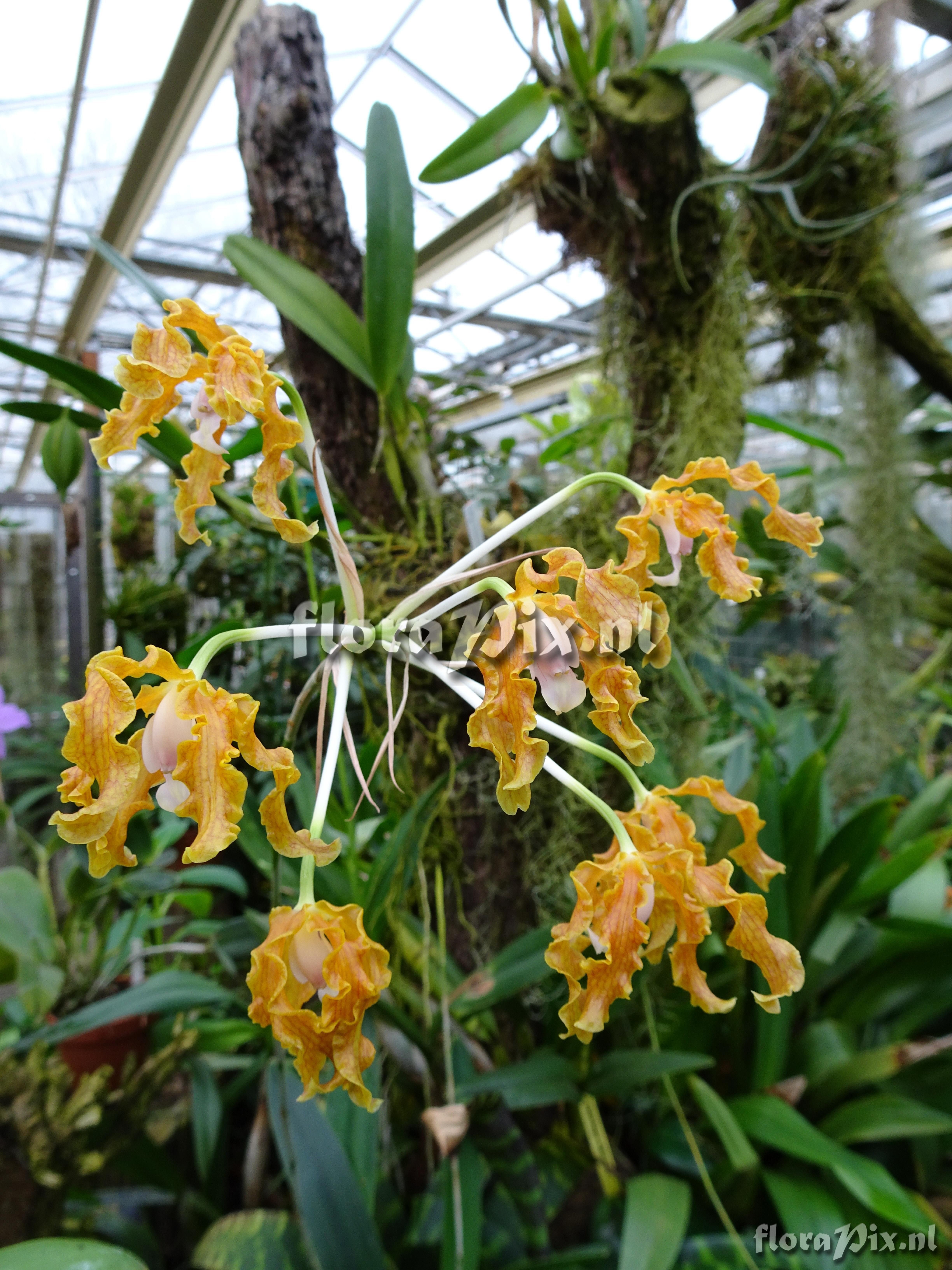 Schomburkia weberboueriana