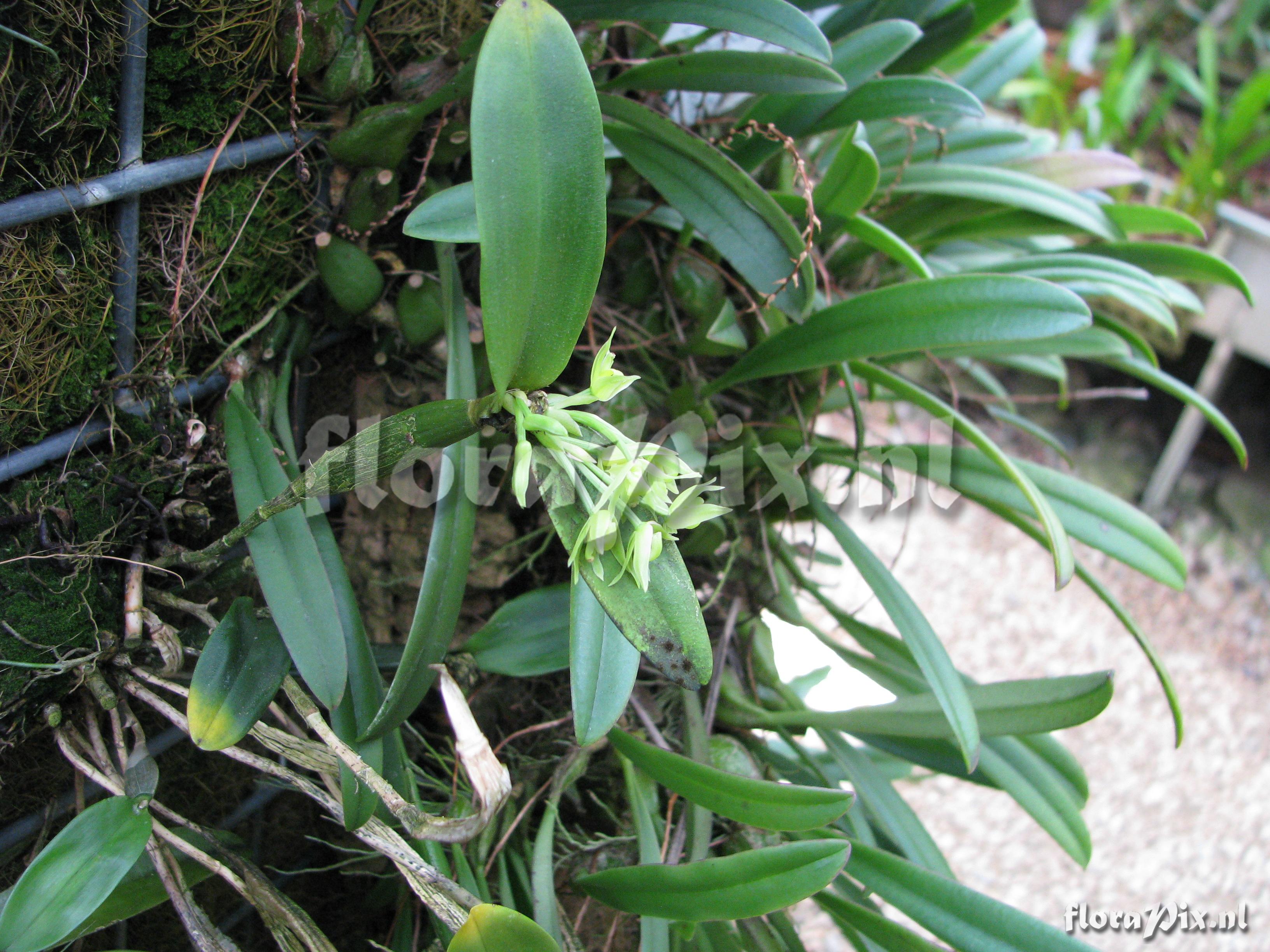 Scaphyglottis lindenianum