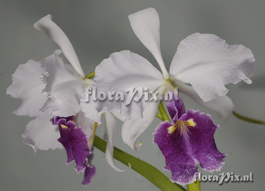 Cattleya warscewiczii Coerulea