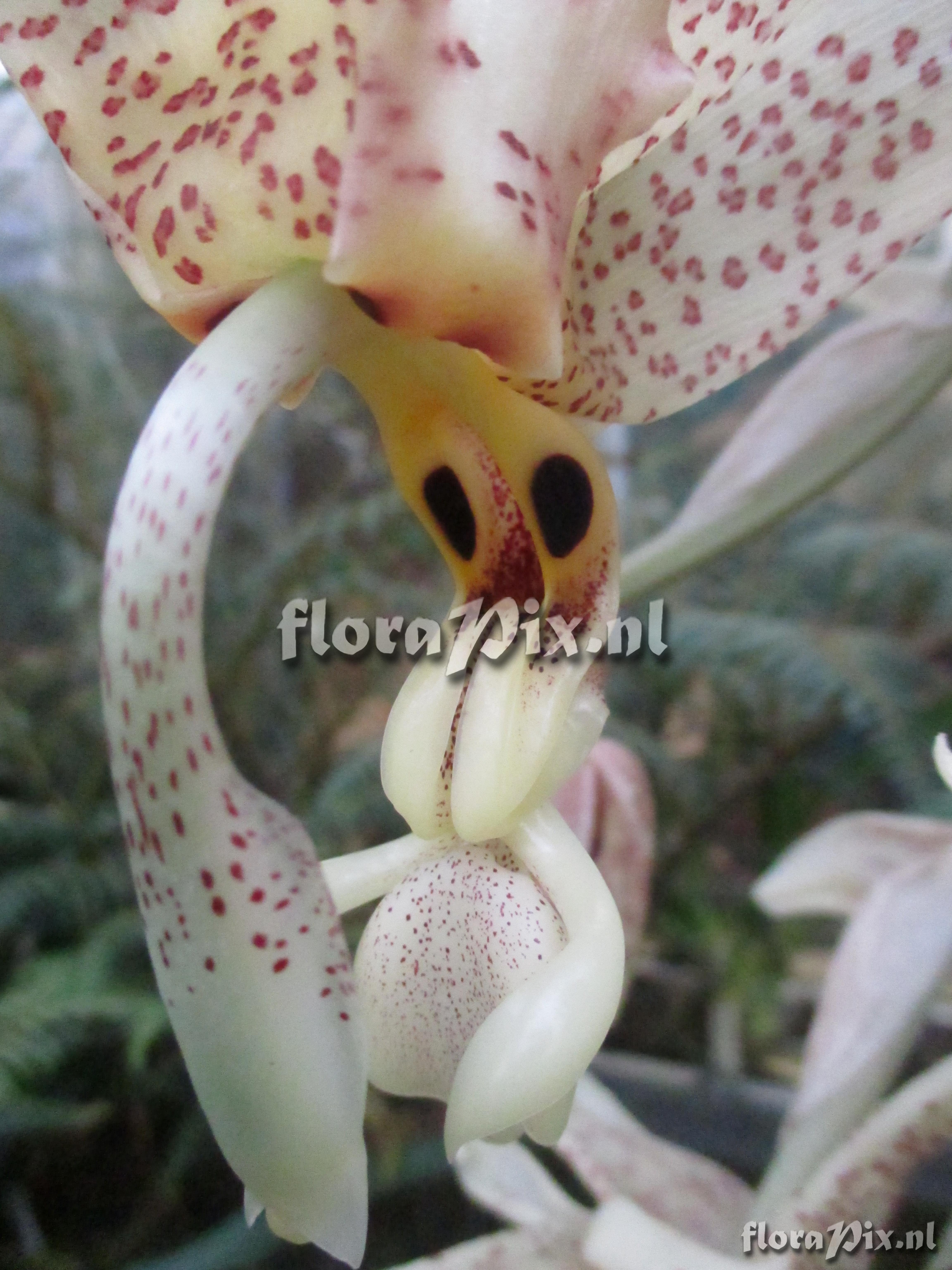 Stanhopea dodsoniana