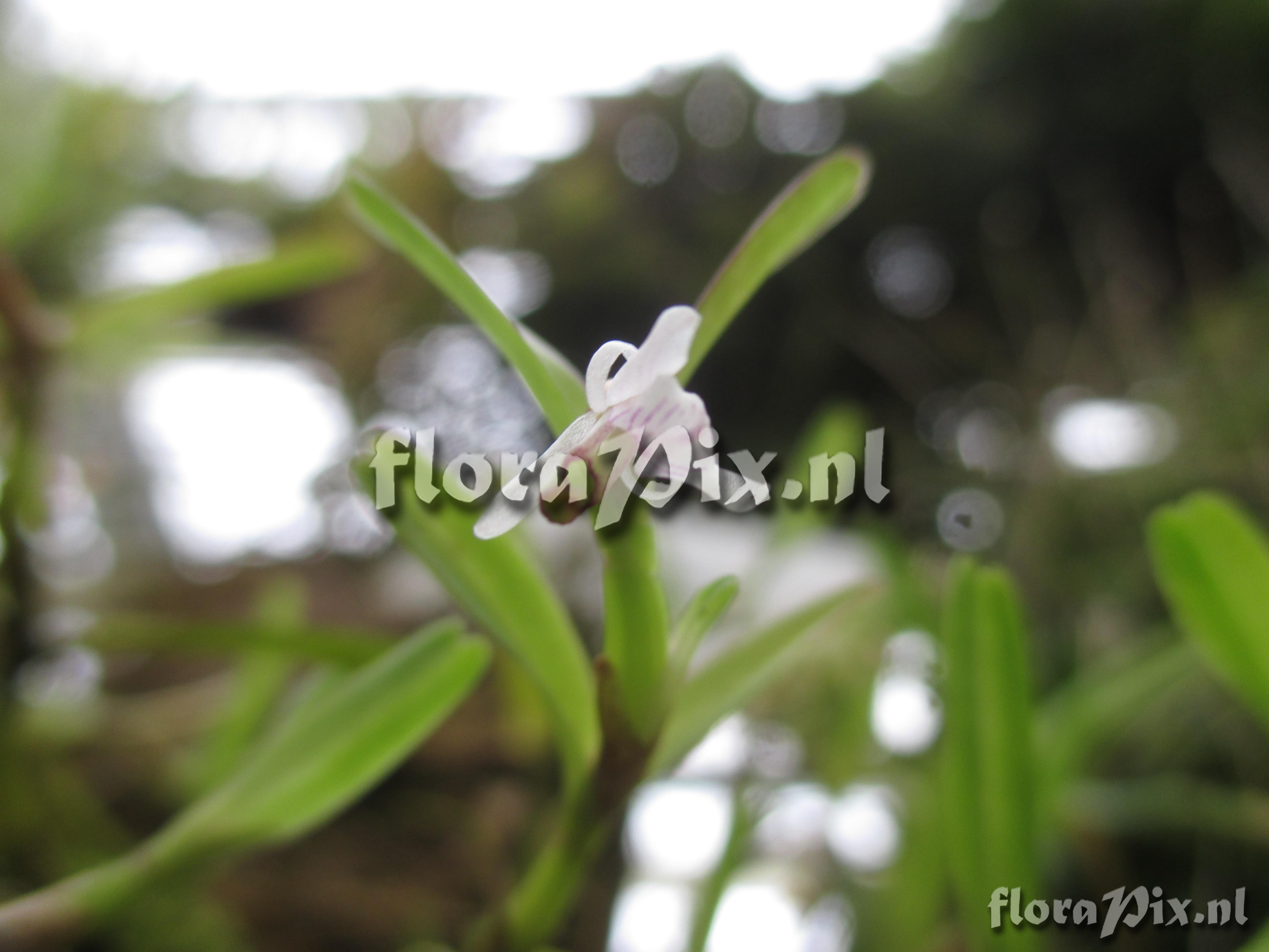 Scaphyglottis spec.