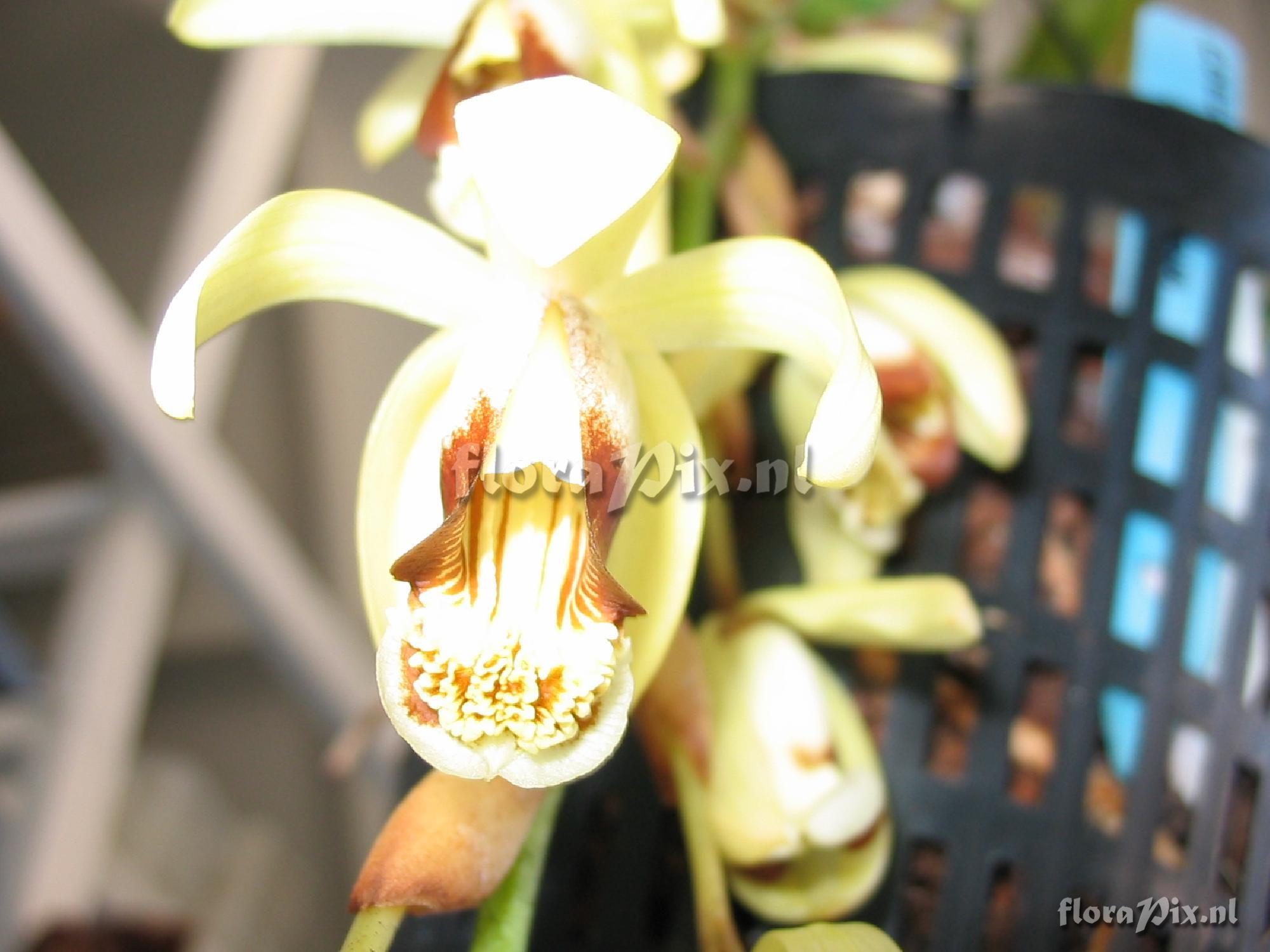 Coelogyne