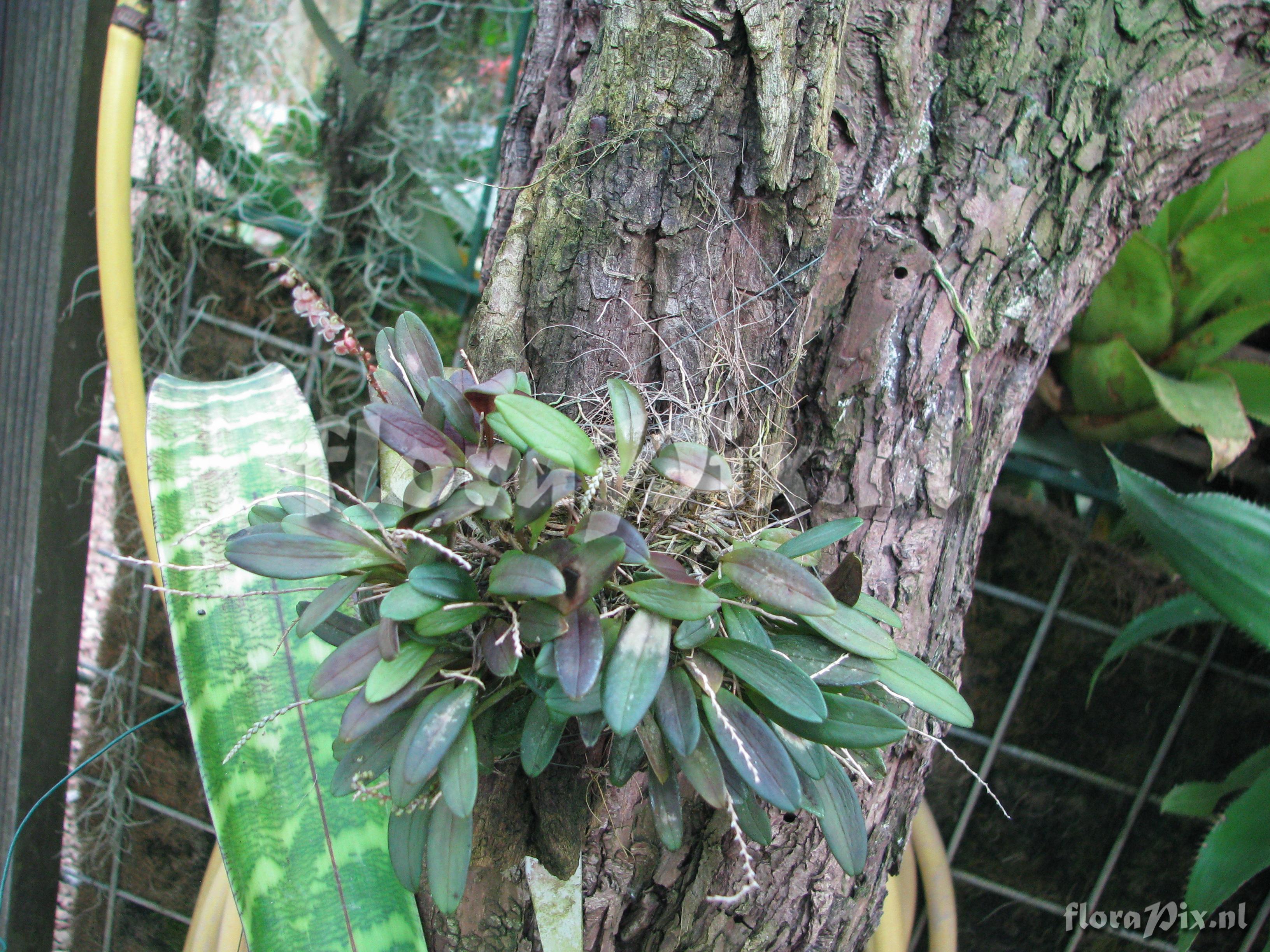 Stelis argentata Lindl 16