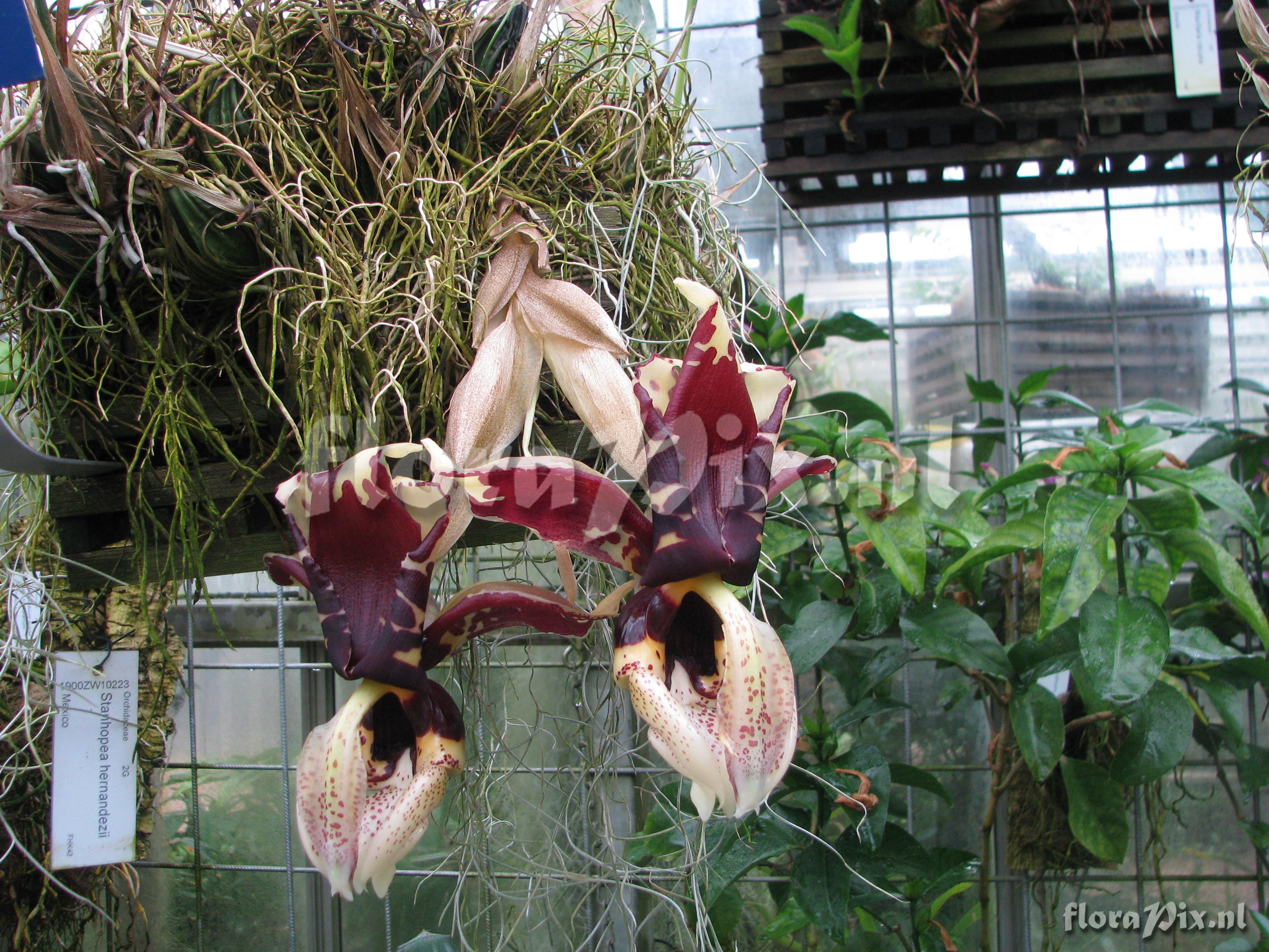 Stanhopea tigrina var. nigroviolacea