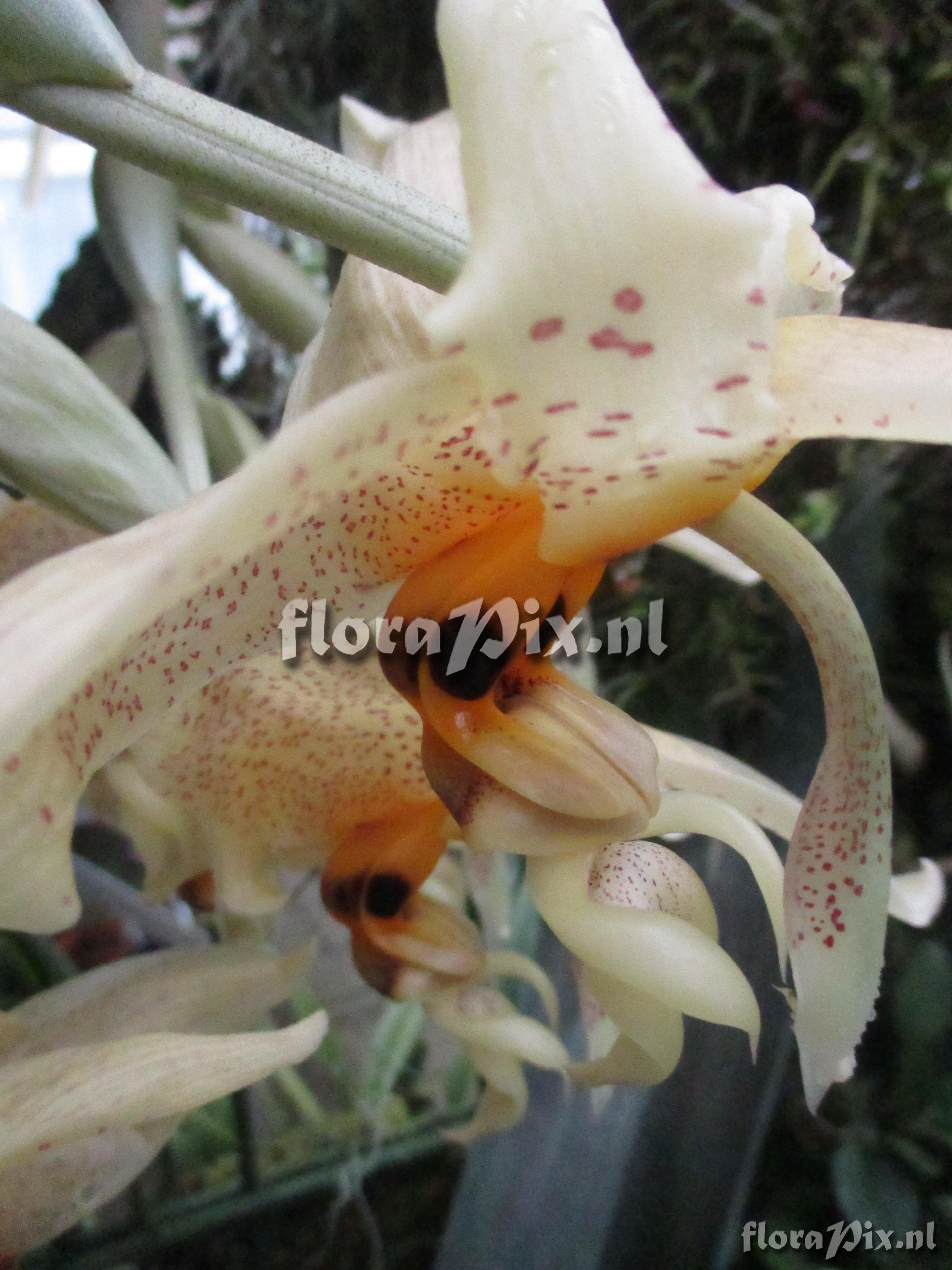 Stanhopea spec