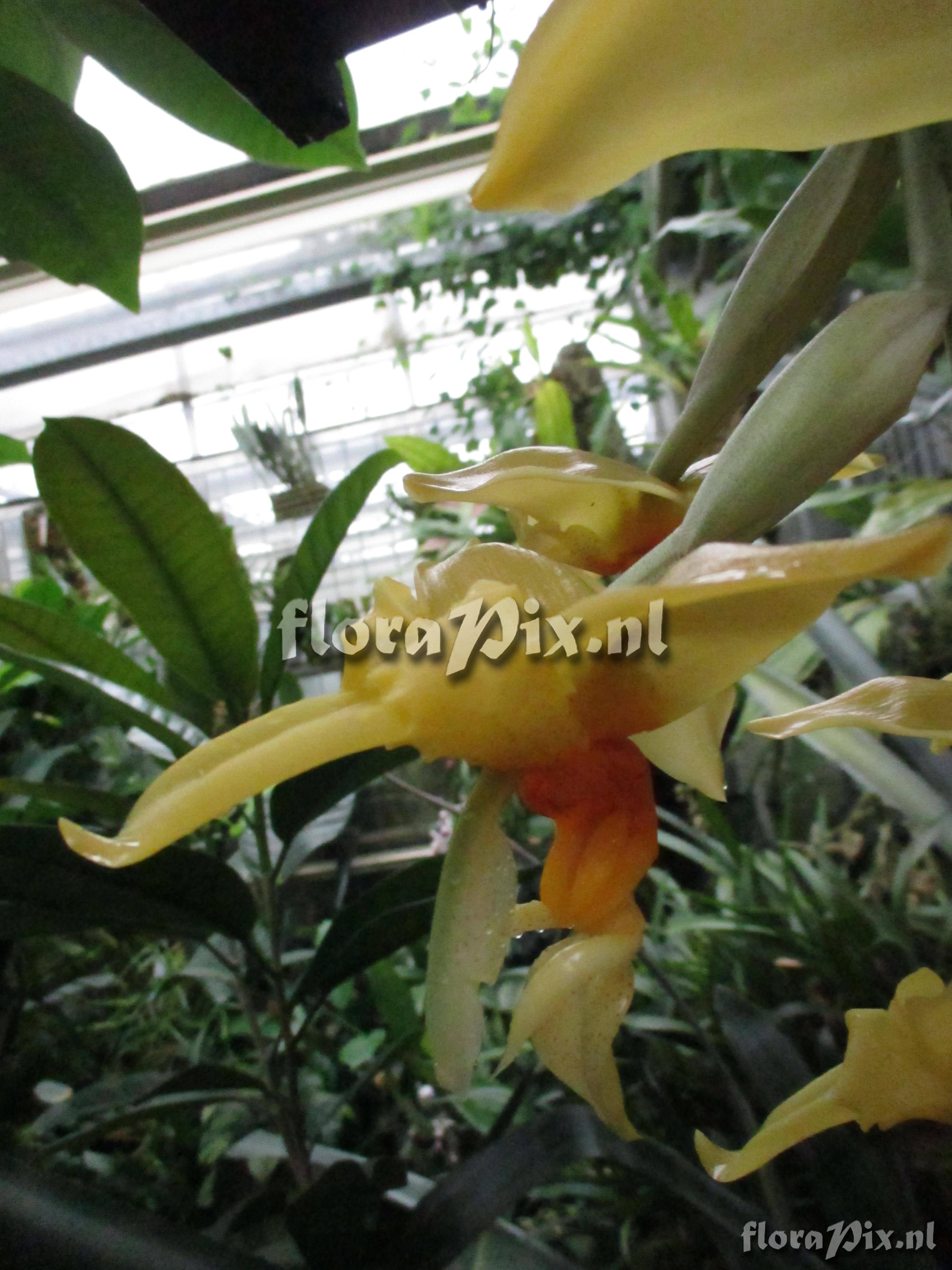 Stanhopea graveolens