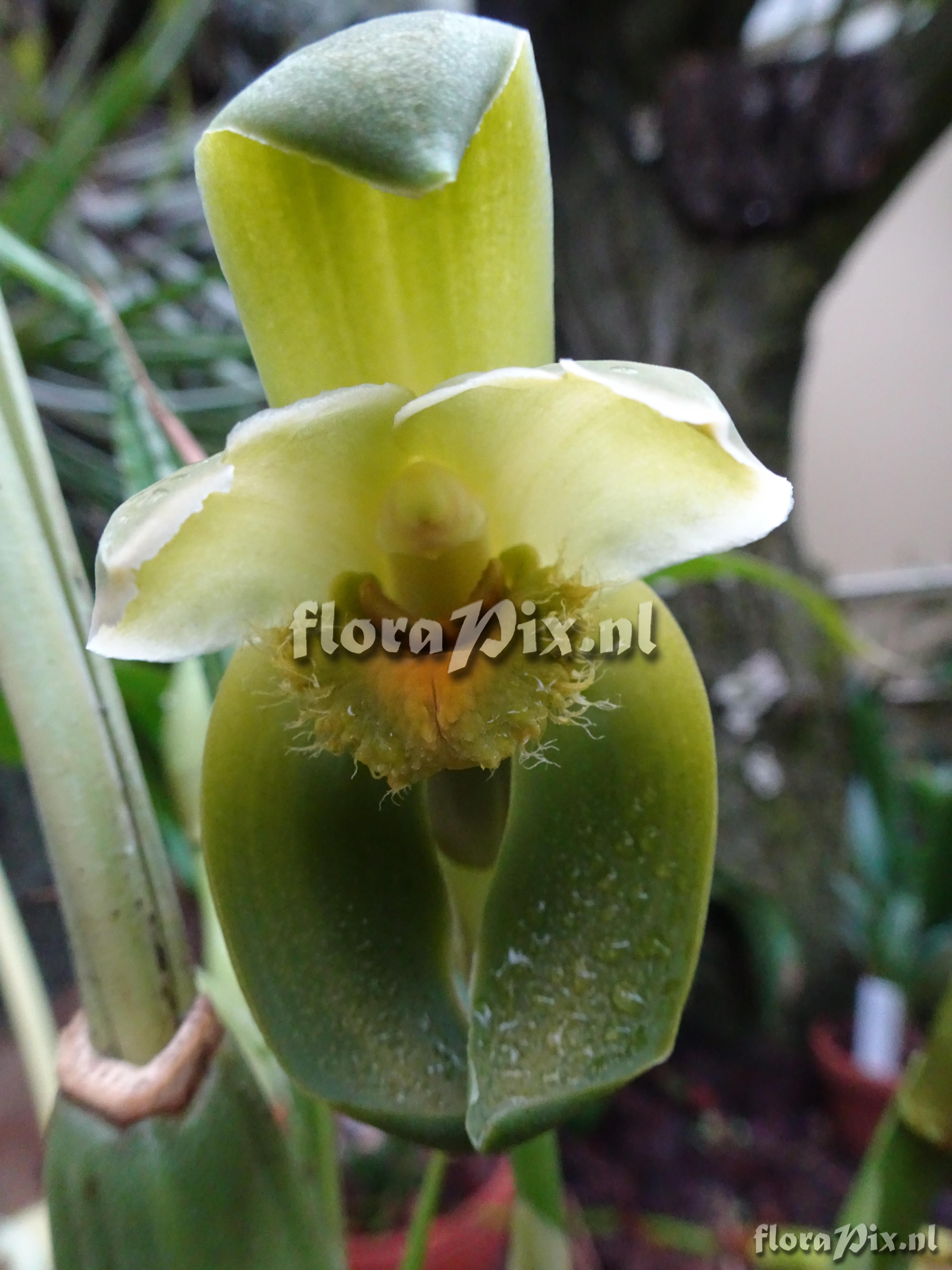 Sudamerlycaste reichenbachii