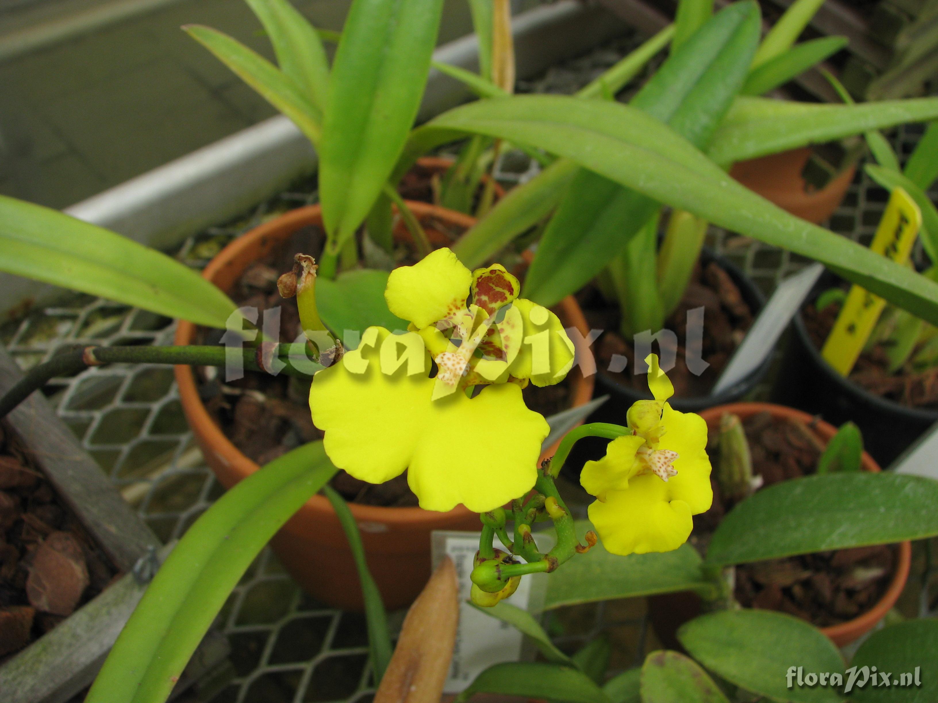 Rosssioglossum ampliatum