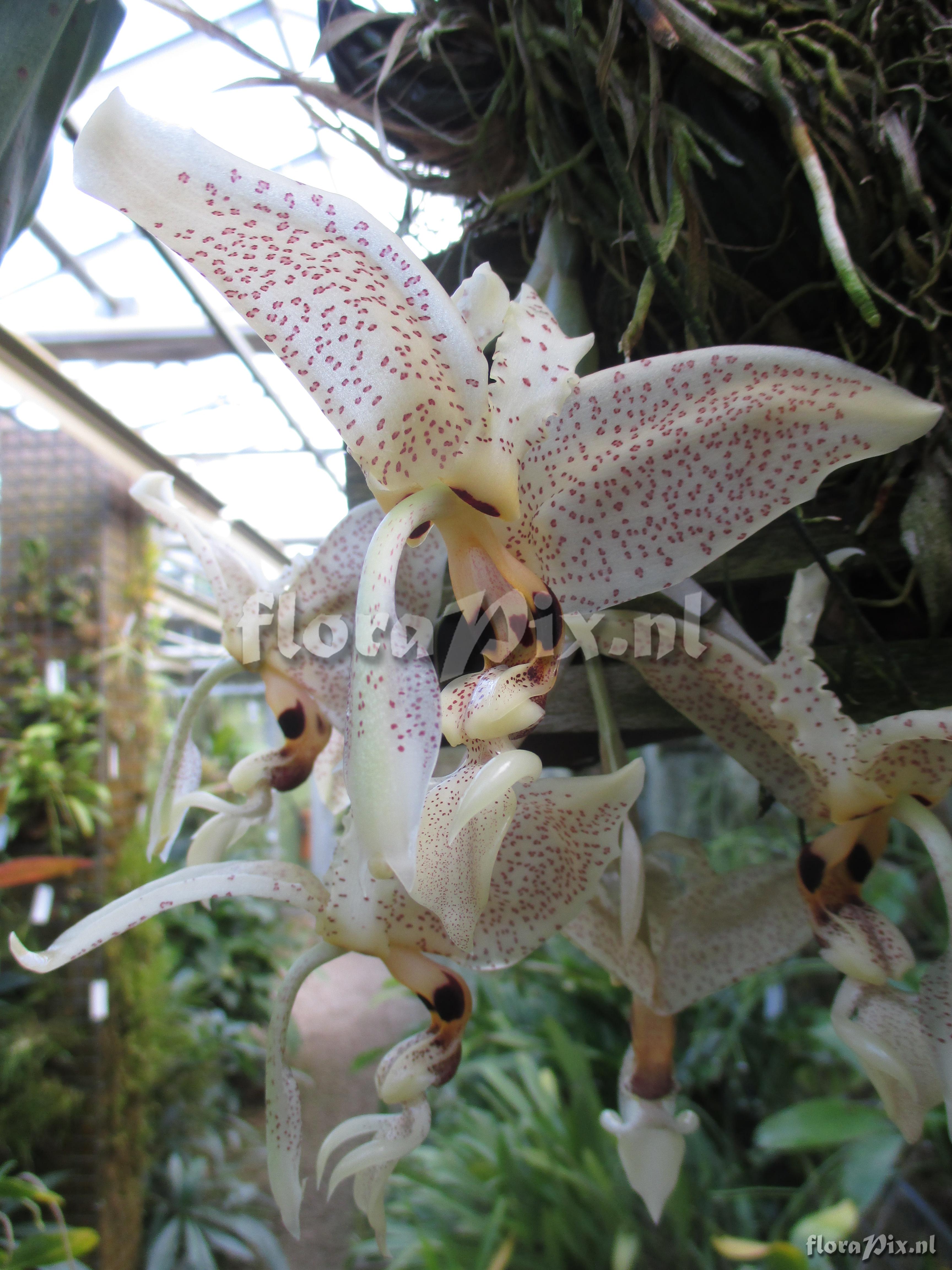 Stanhopea cf dodsoniana