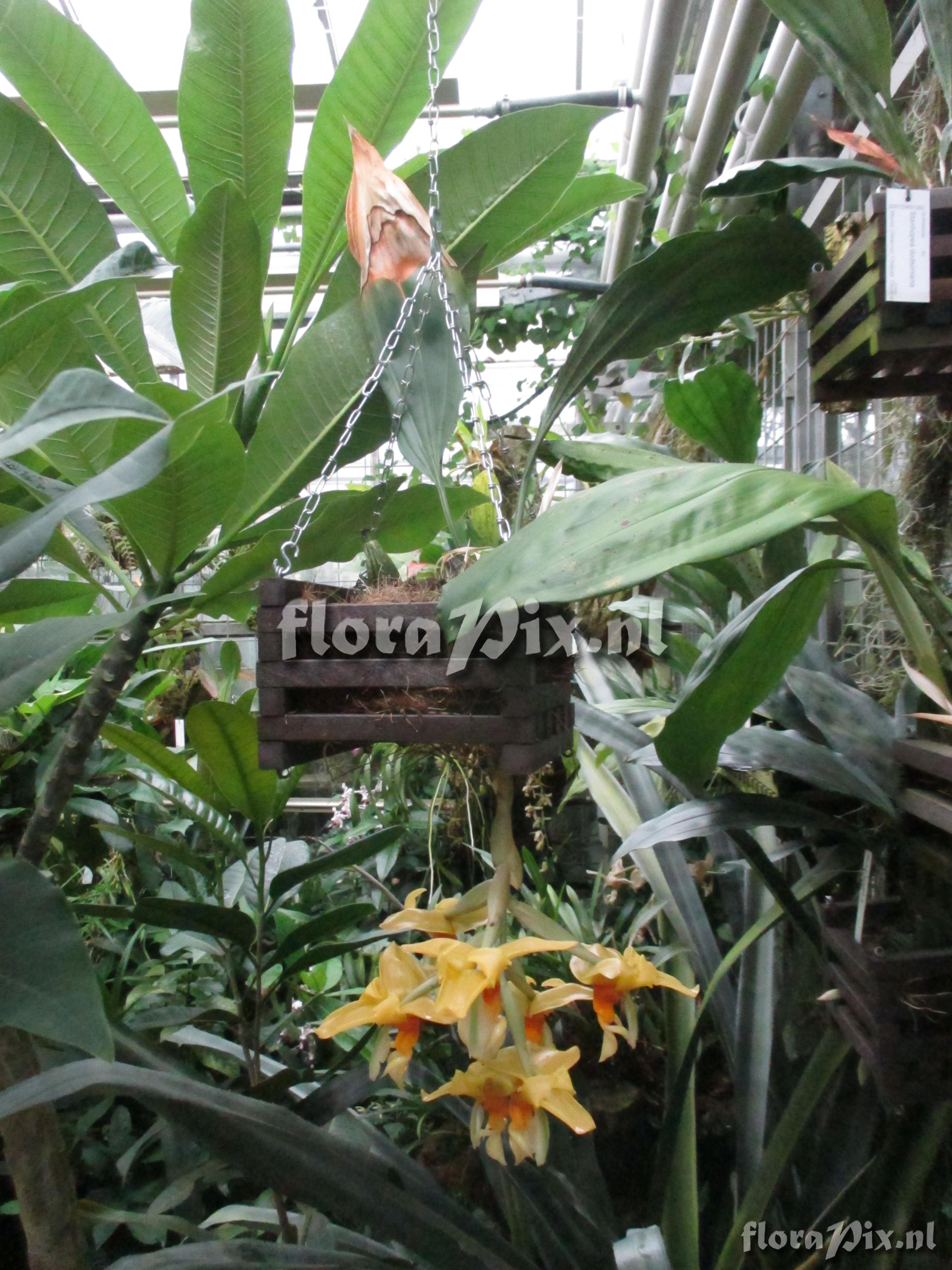 Stanhopea graveolens