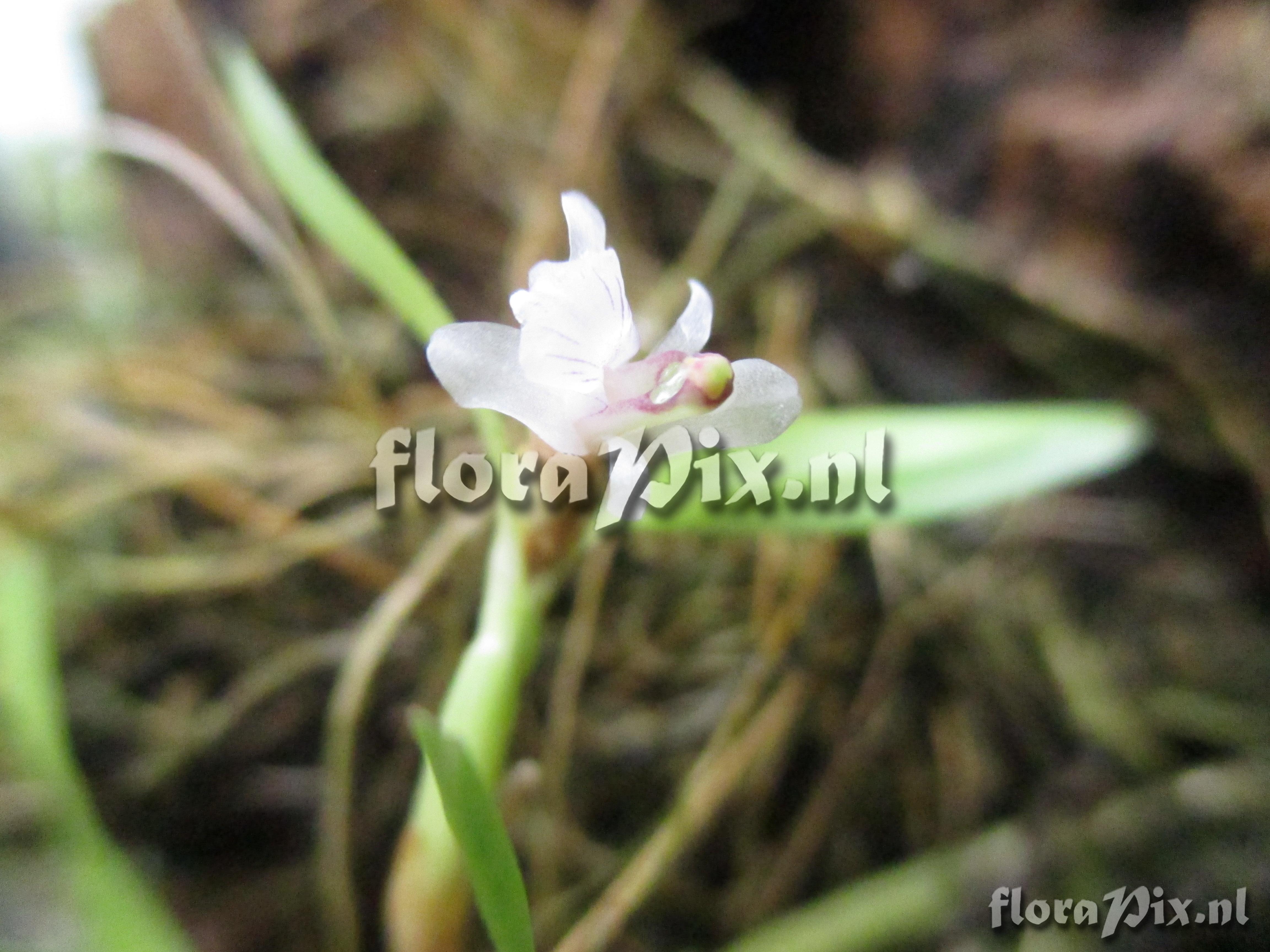 Scaphyglottis spec.