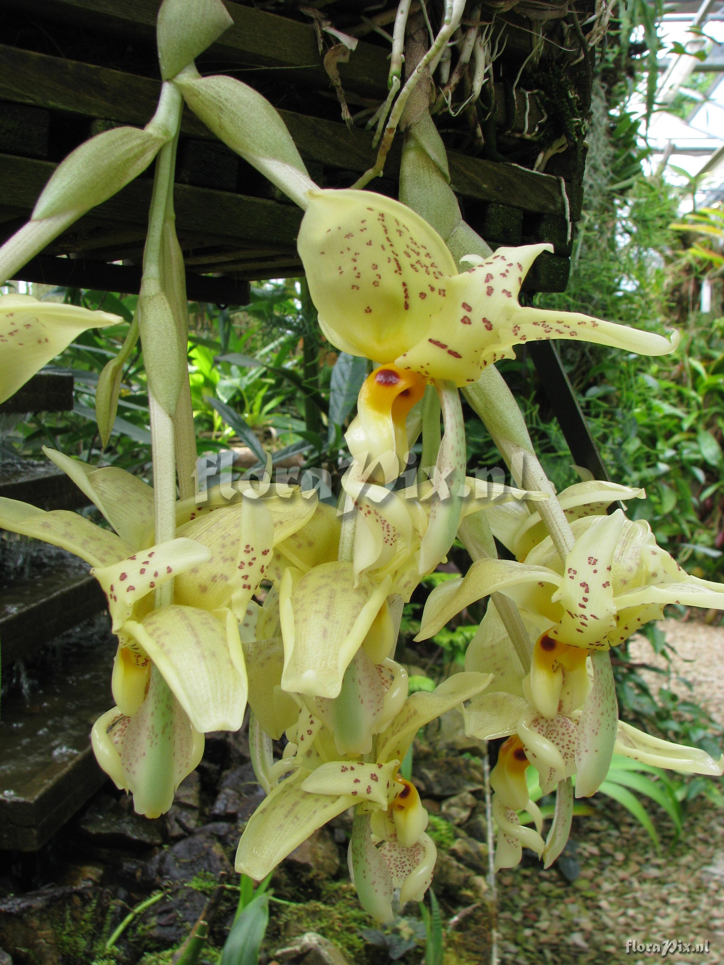 Stanhopea ruckeri