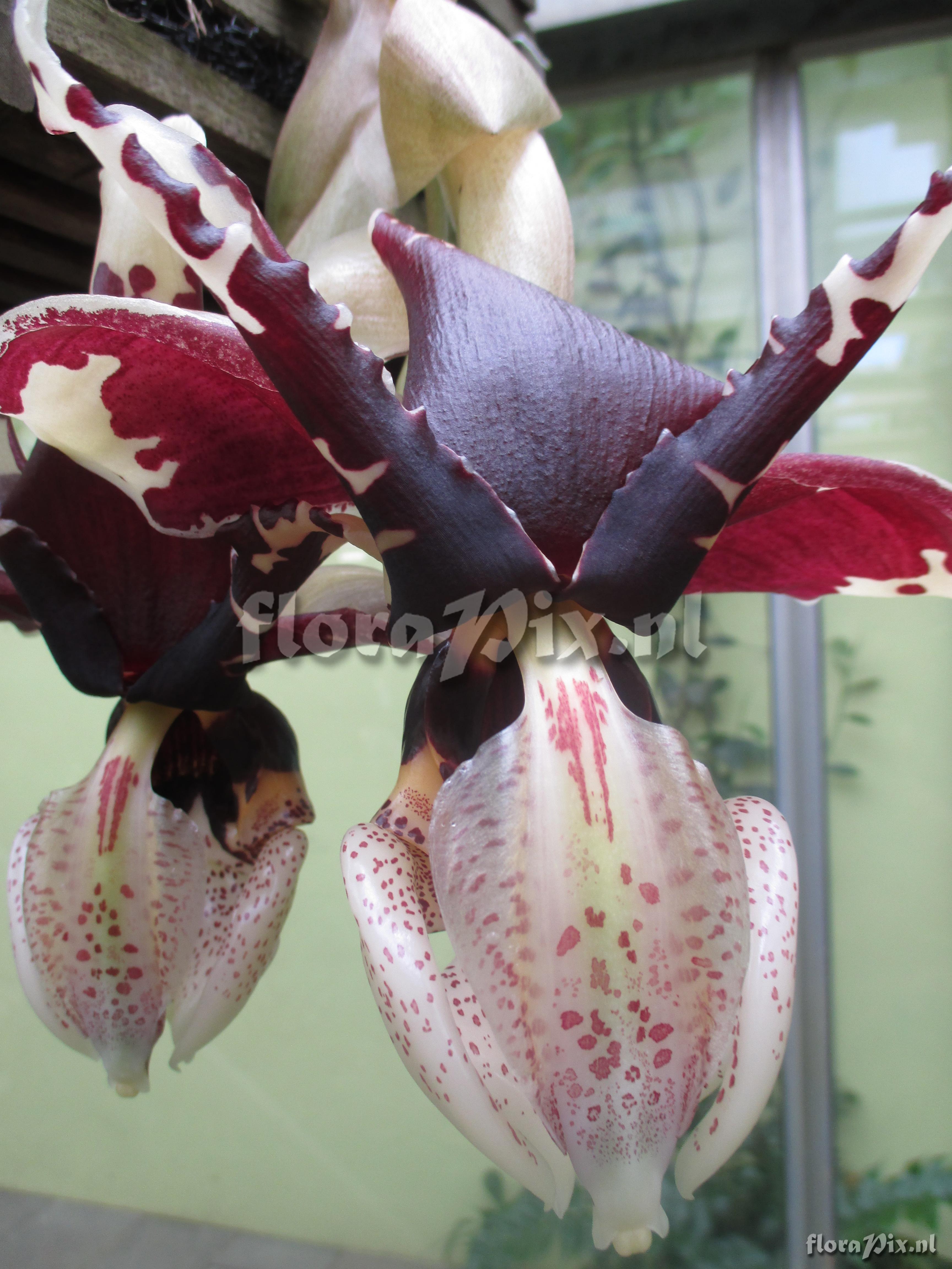 Stanhopea tigrina var. nigroviolacea