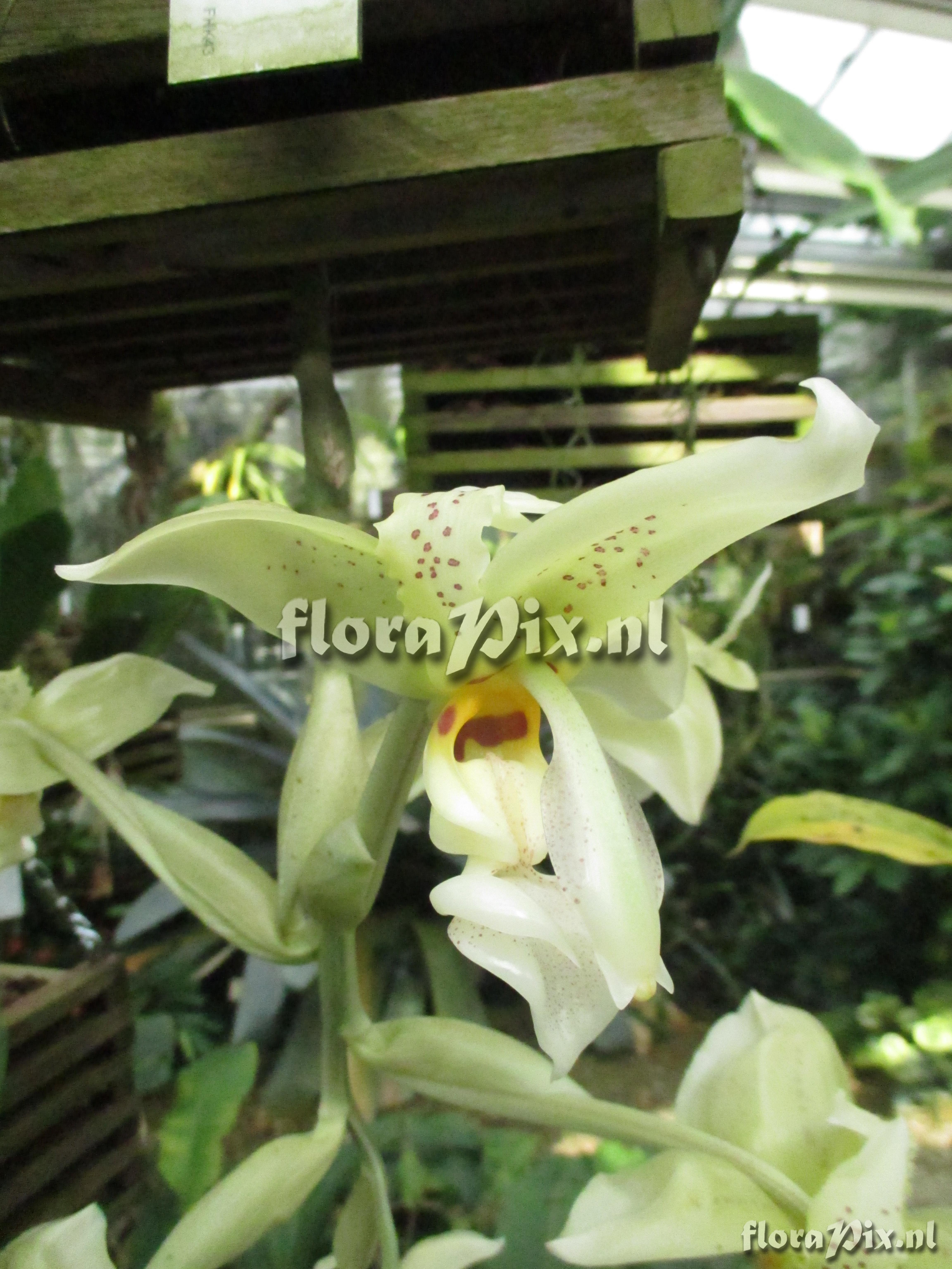 Stanhopea oculata