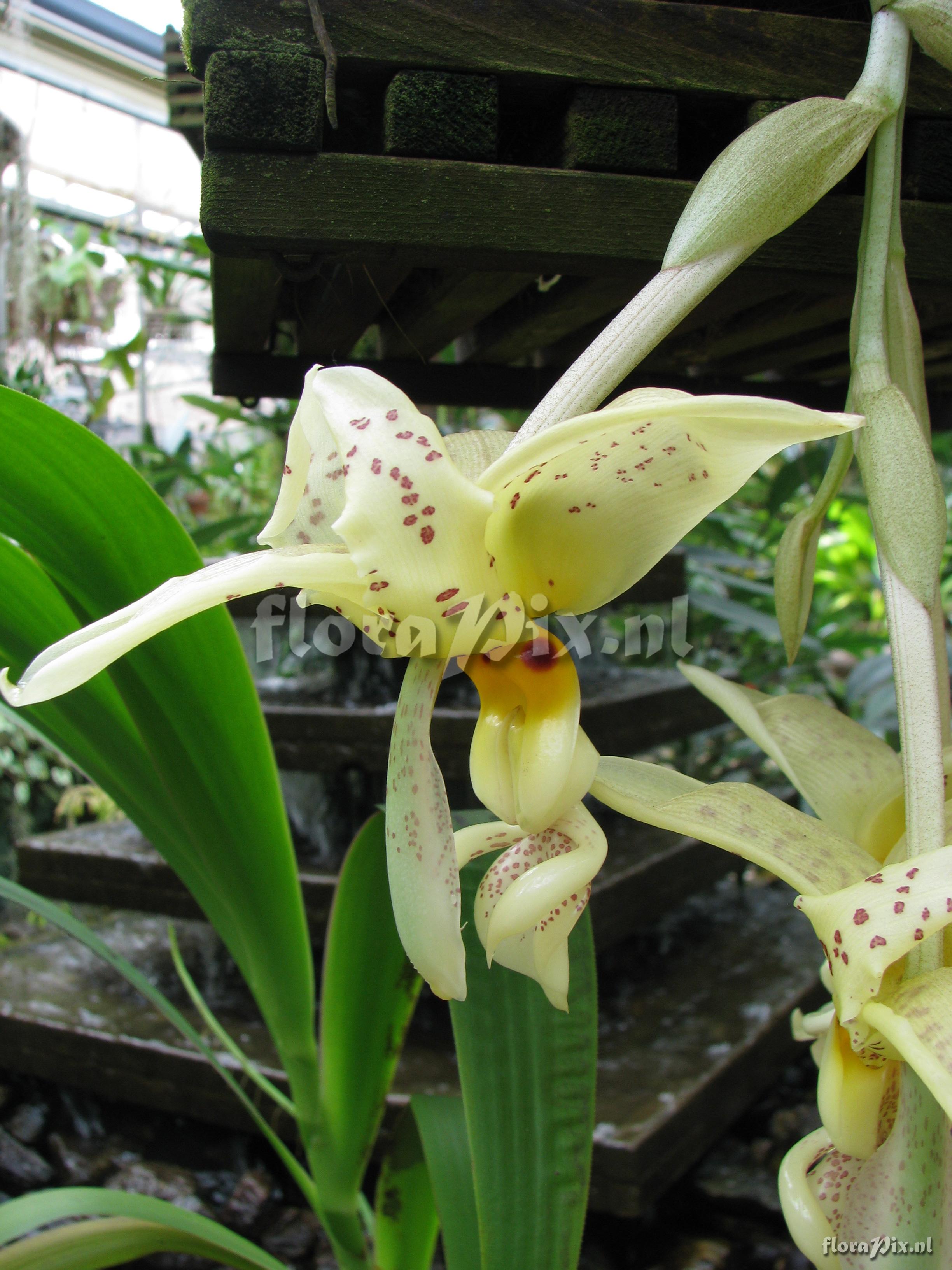 Stanhopea ruckeri