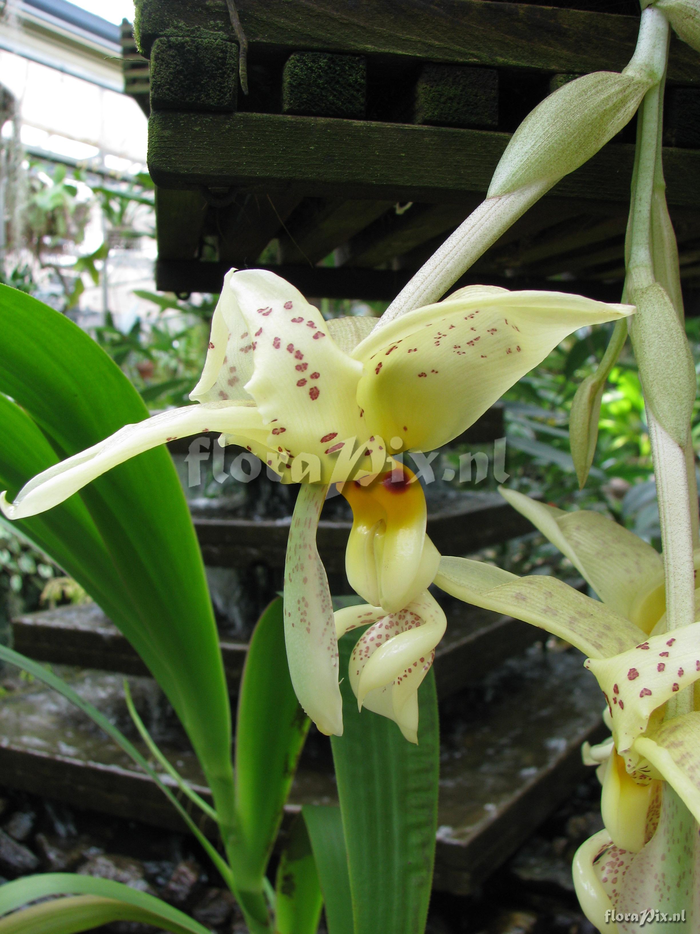 Stanhopea ruckeri