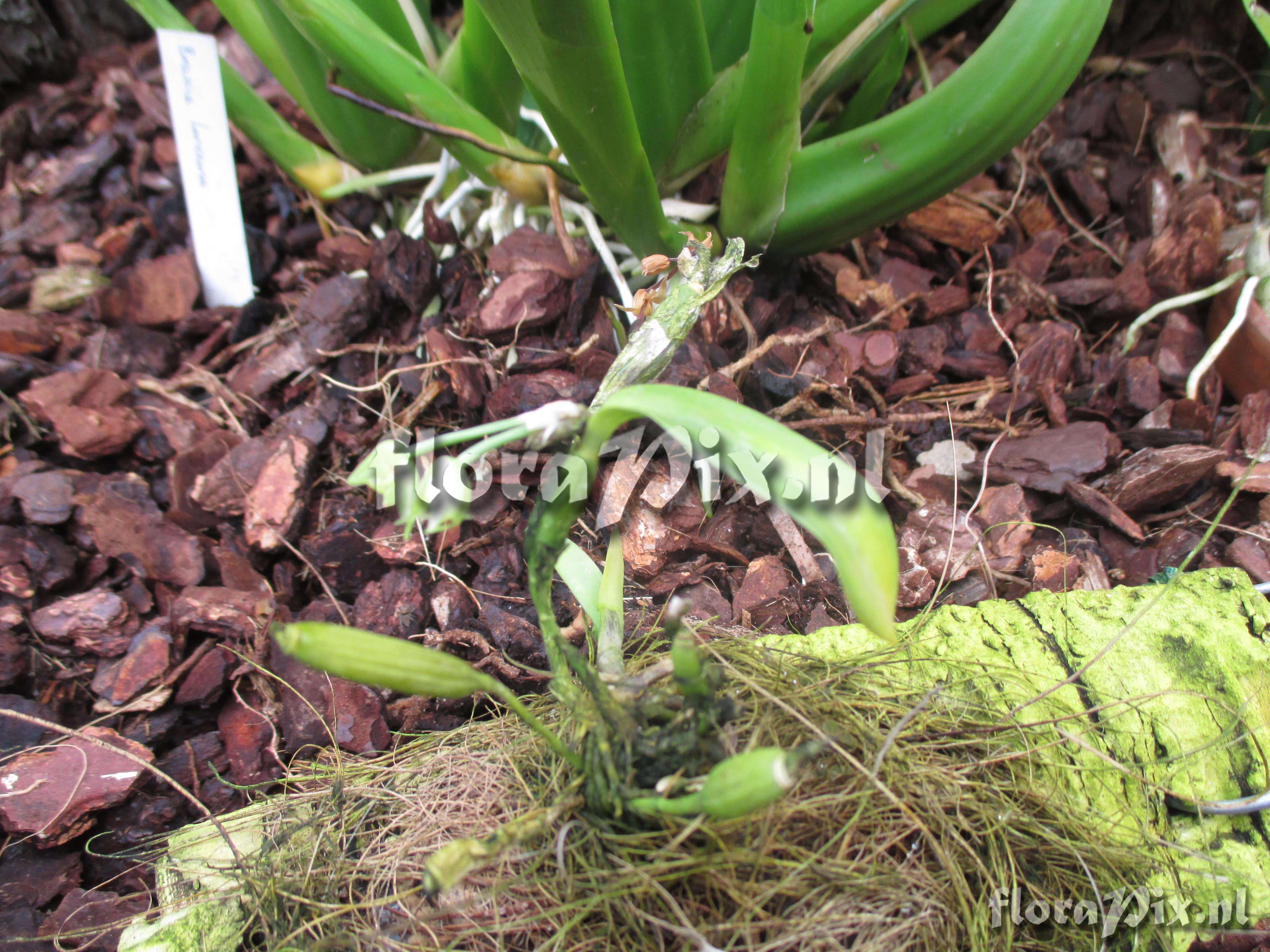 Scaphyglottis lindeniana