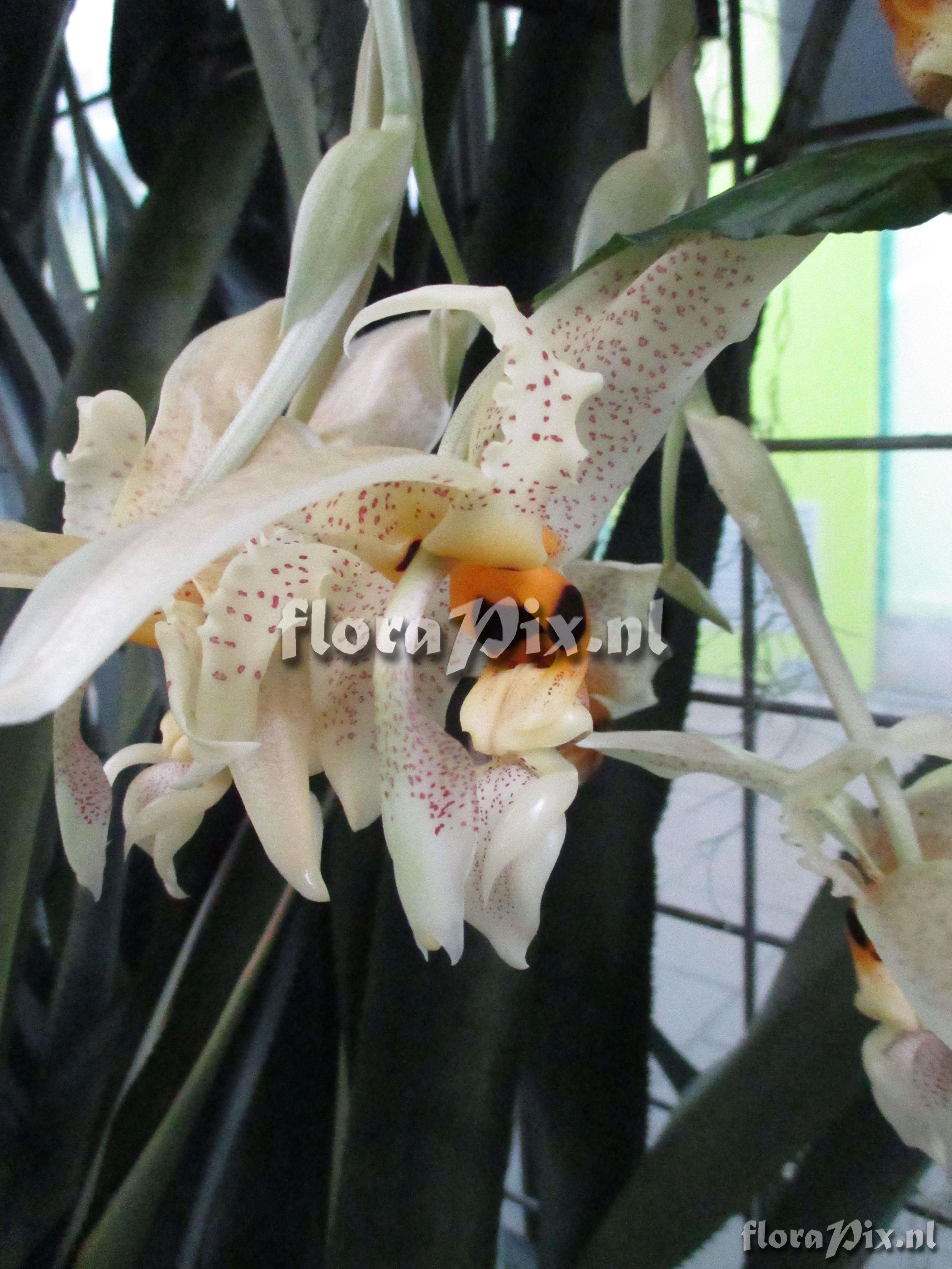 Stanhopea spec