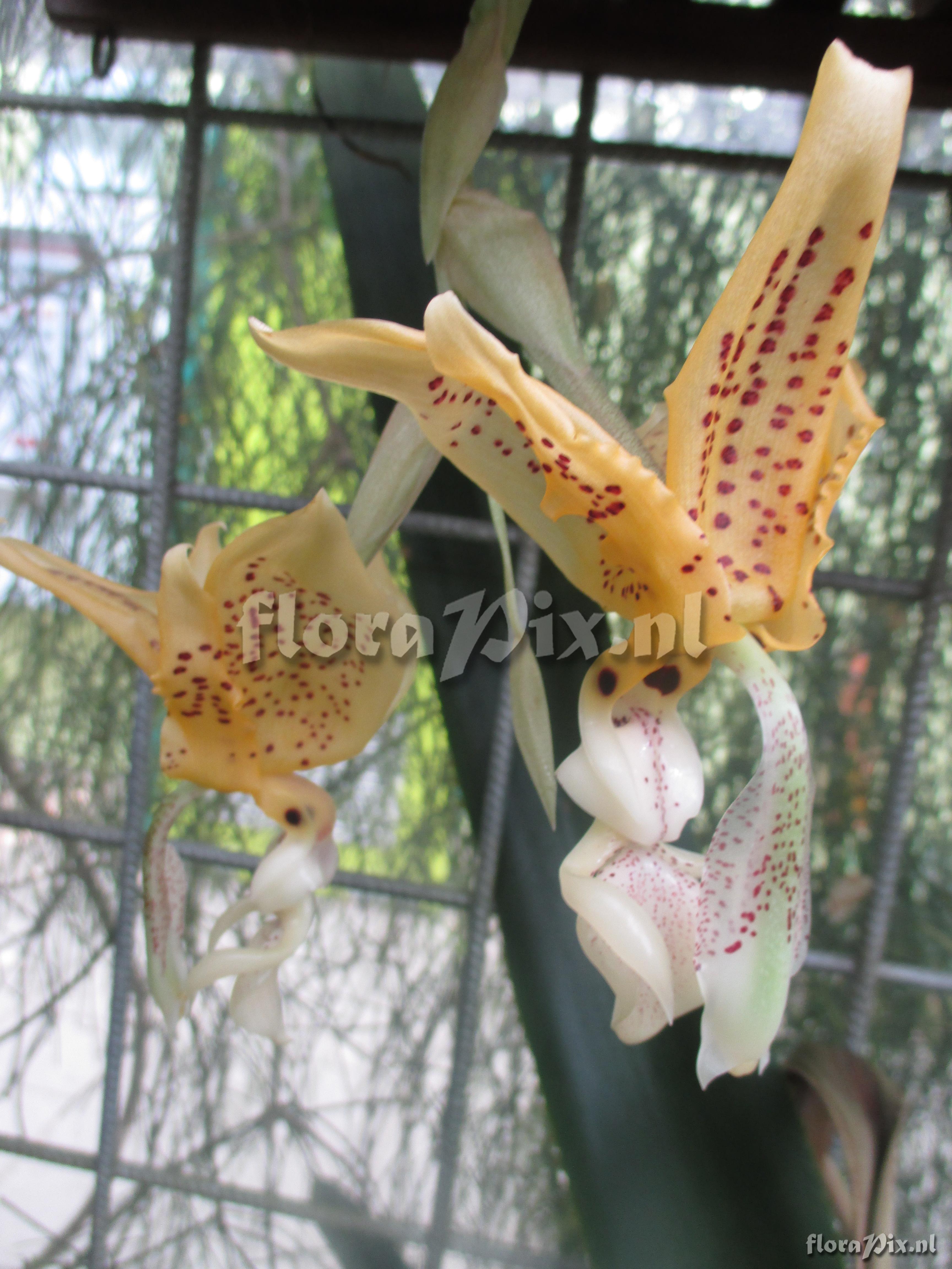 Stanhopea oculata