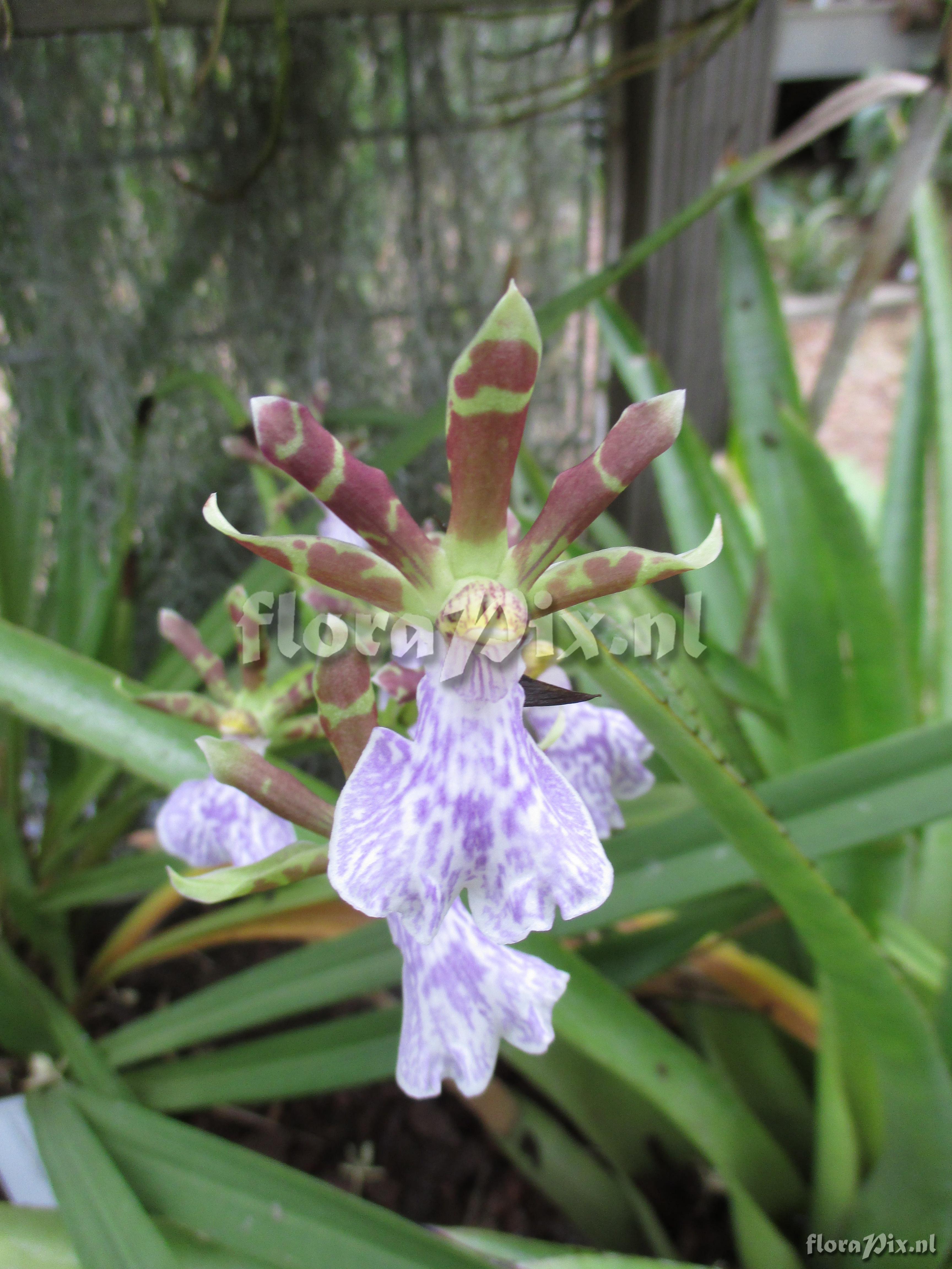 Zygopetalum mackaii