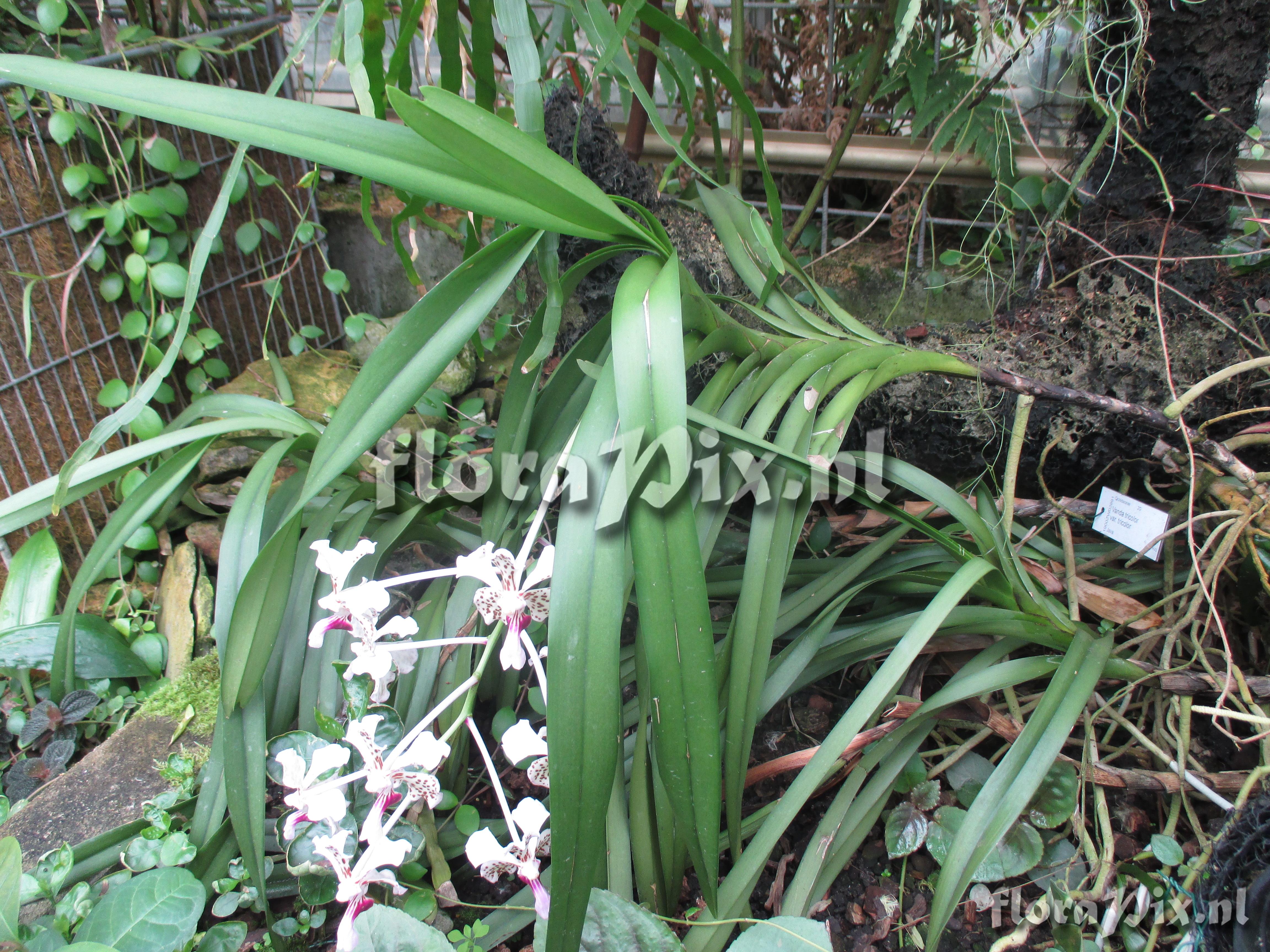 Vanda tricolor var. tricolor