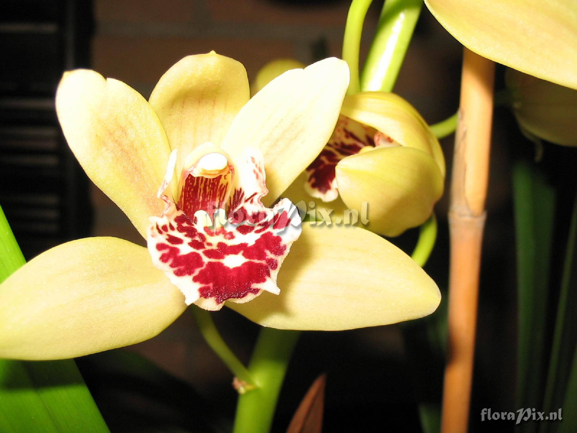 Cultivar Cymbidium hybride