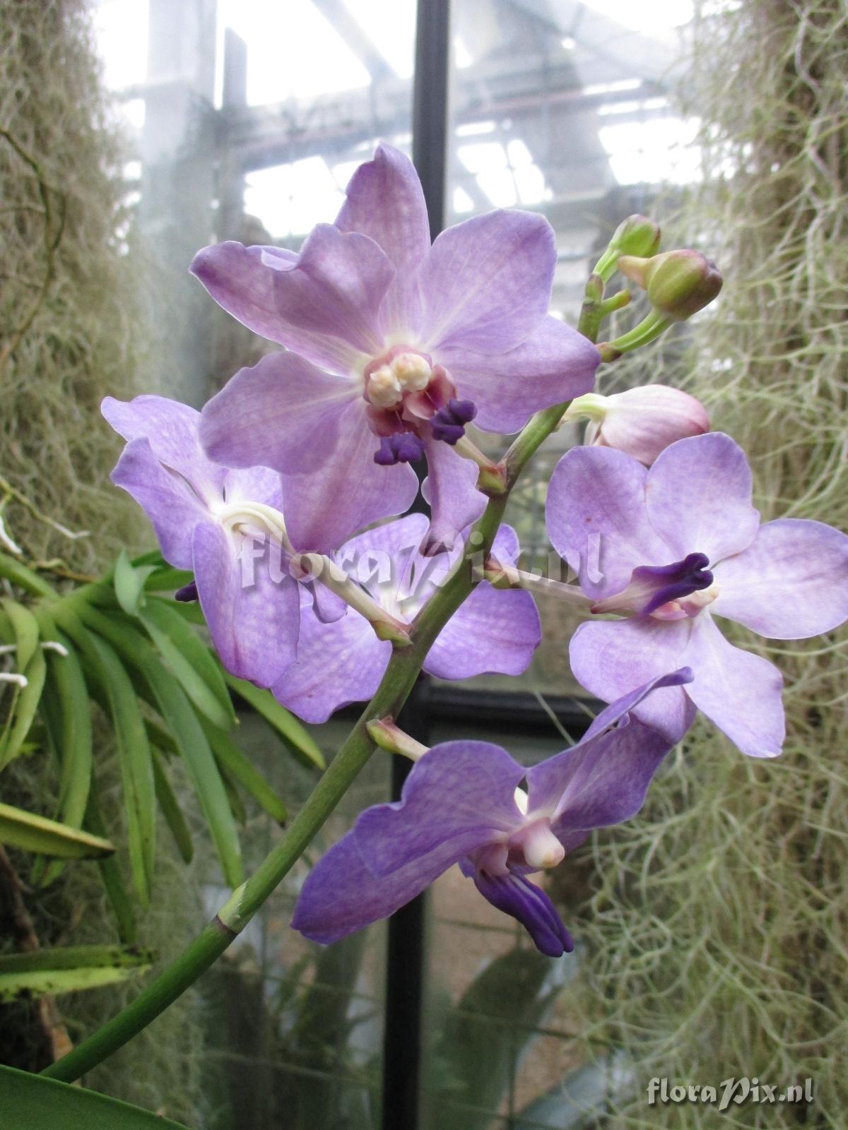 Vanda spec.