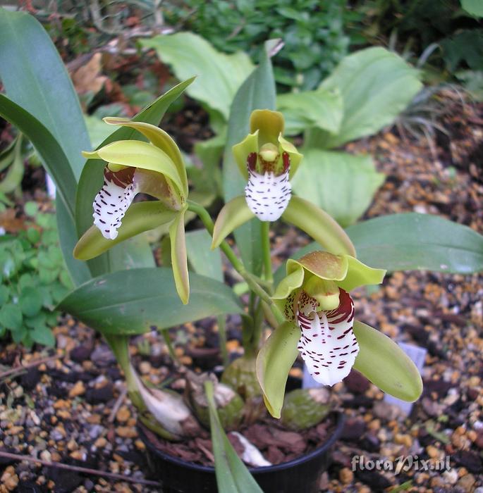 Cymbidium tigrinum