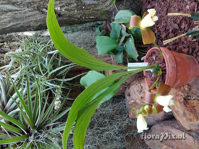 Lycaste brevispatha