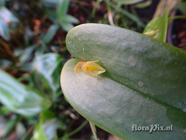 Pleurothallis spec