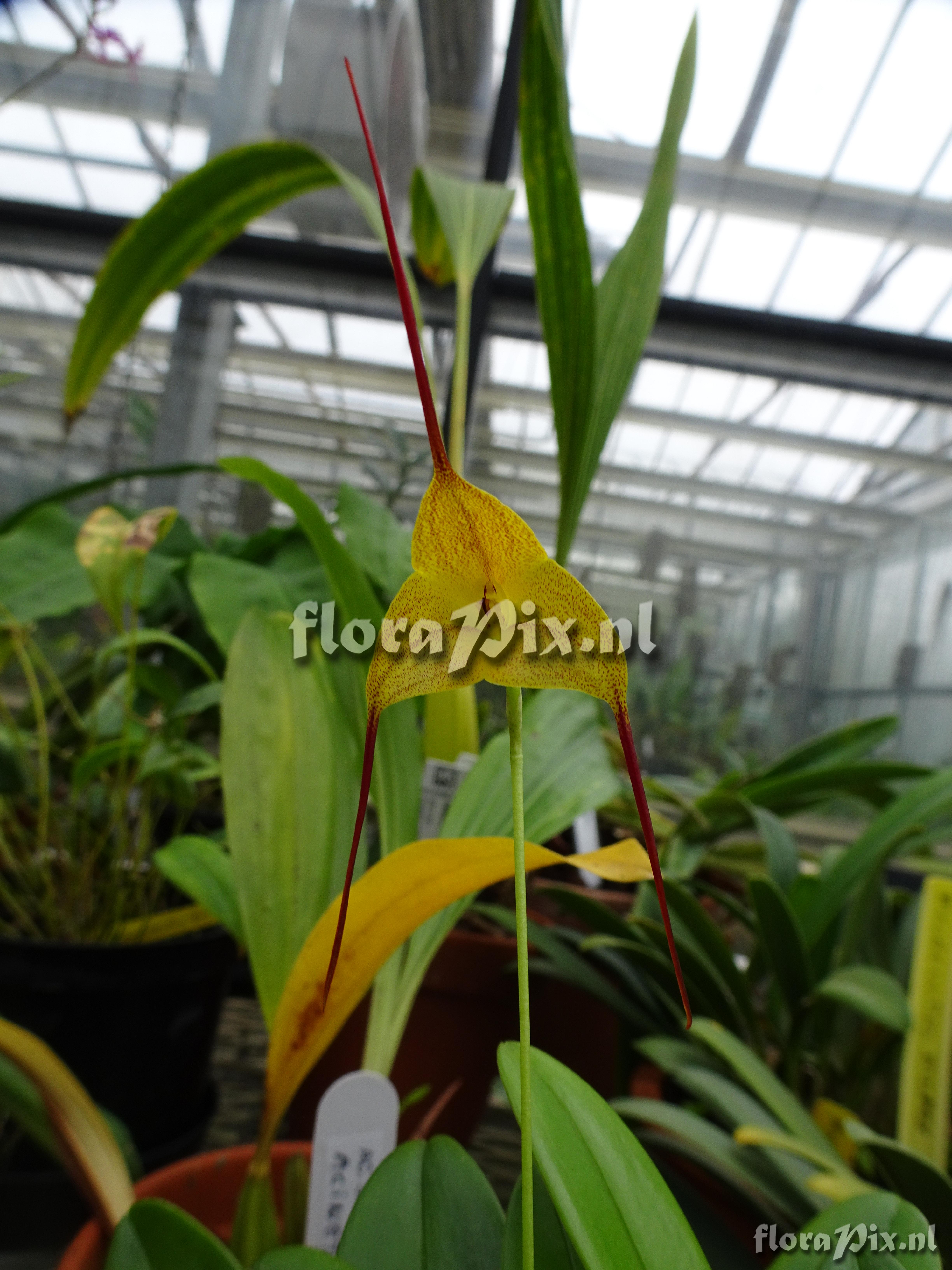 Masdevallia triangularis