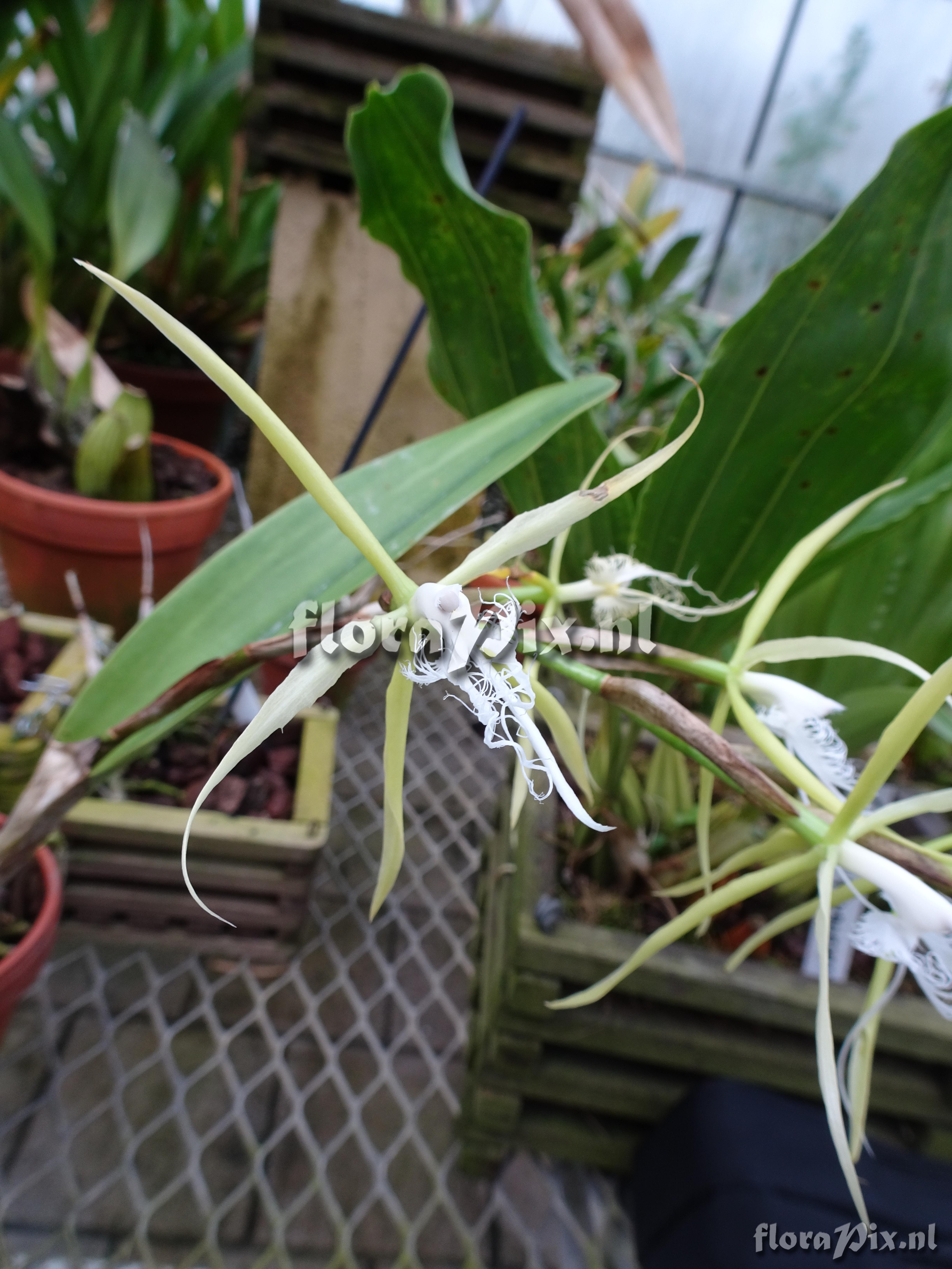 Epidendrum ciliare