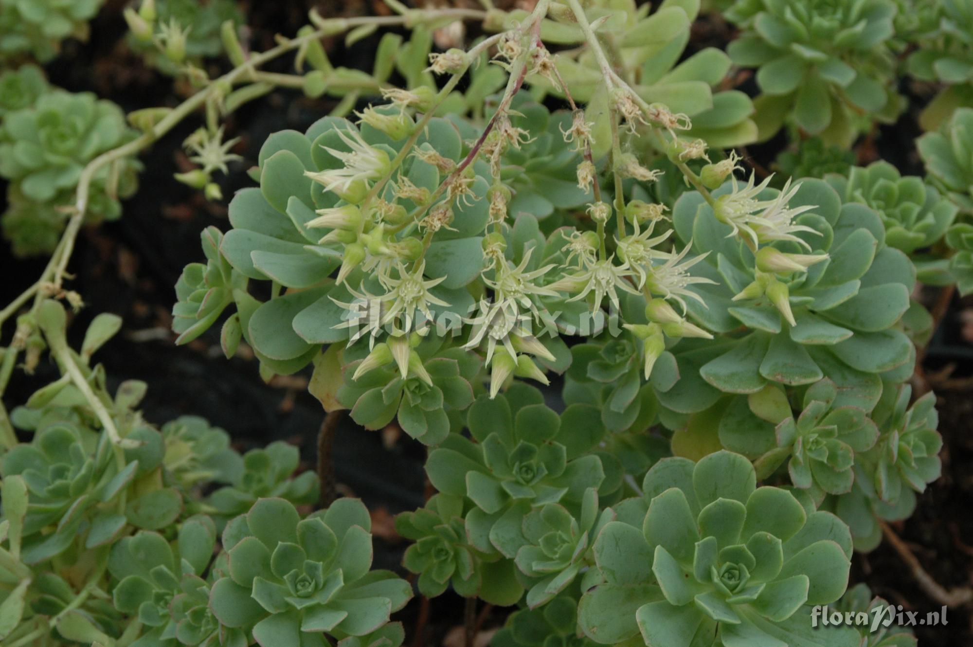 Aeonium castello-paivae