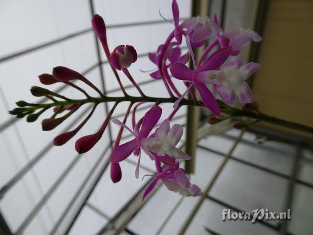 Epidendrum porphyreum