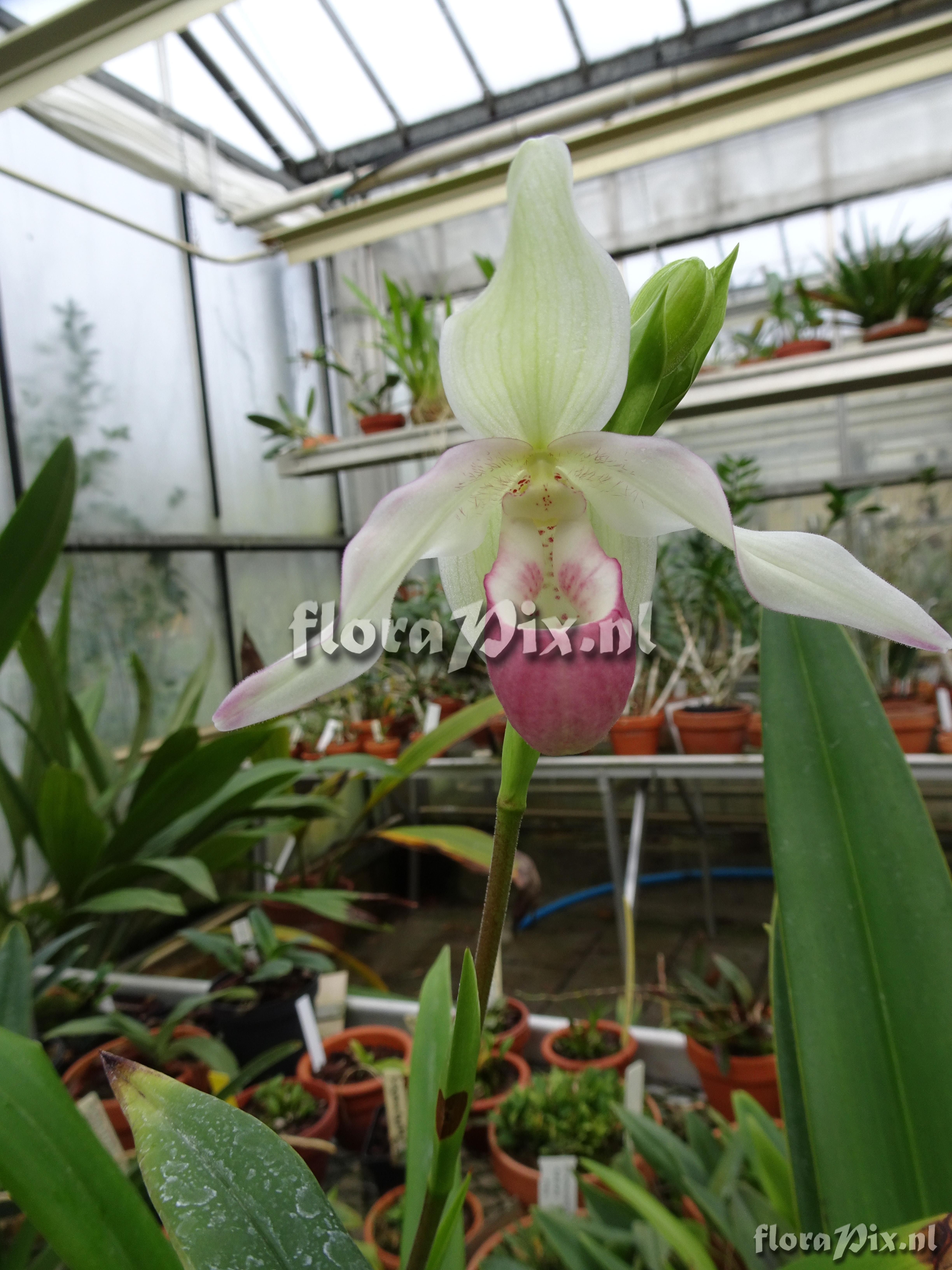 Phragmipedium x sedenii